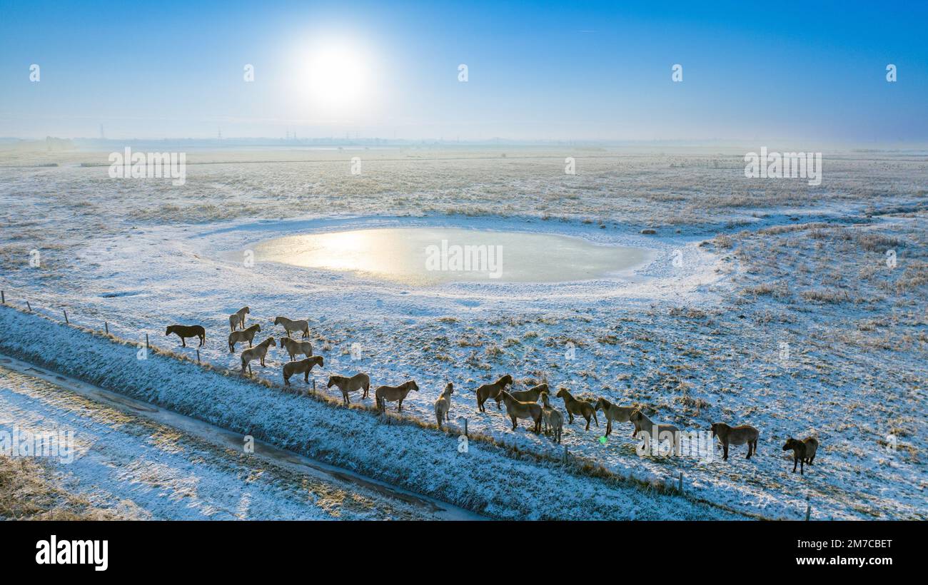Foto datata dicembre 16th mostra i cavalli Konik da un buco d'acqua ghiacciato su Wicken Fen in Cambridgeshire su un venerdì gelido mattina. Sembra un s. Foto Stock