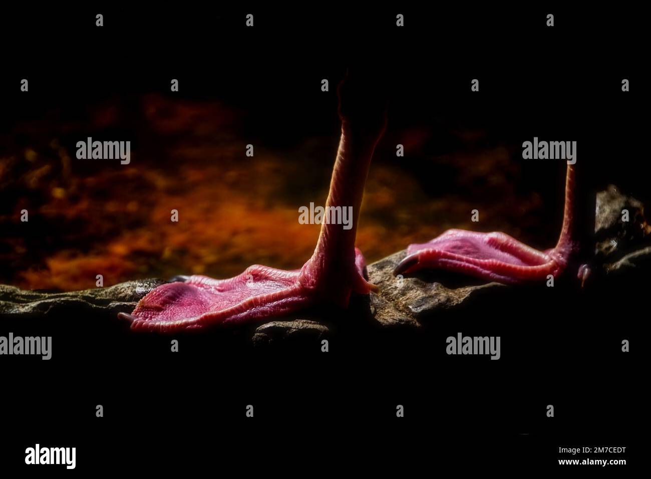 Piedi di gabbiano aringa Foto Stock