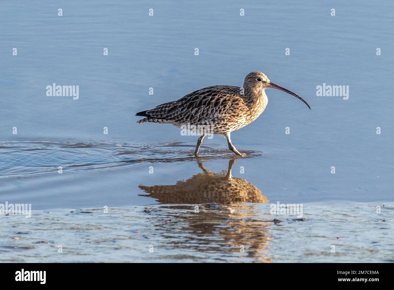 Timoleague, West Cork, Irlanda. 9th Jan, 2023. La popolazione irlandese di Curlew (Numenius arquata) rischia di estinguersi entro il prossimo decennio. Si stima che in Irlanda siano rimaste solo 105 paia di uccelli, rispetto alle circa 5.000 degli anni Ottanta. Il calo del 98% è dovuto alla perdita di habitat, all'accessibilità economica in aree inadeguate, all'intensificazione dell'agricoltura, ai disordini, all'inquinamento e ai cambiamenti climatici. Questa mattina, nell'estuario di Timoleague, si possono vedere delle corone. Credit: AG News/Alamy Live News. Foto Stock