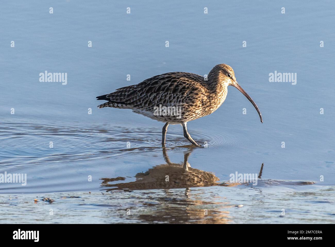 Timoleague, West Cork, Irlanda. 9th Jan, 2023. La popolazione irlandese di Curlew (Numenius arquata) rischia di estinguersi entro il prossimo decennio. Si stima che in Irlanda siano rimaste solo 105 paia di uccelli, rispetto alle circa 5.000 degli anni Ottanta. Il calo del 98% è dovuto alla perdita di habitat, all'accessibilità economica in aree inadeguate, all'intensificazione dell'agricoltura, ai disordini, all'inquinamento e ai cambiamenti climatici. Questa mattina, nell'estuario di Timoleague, si possono vedere delle corone. Credit: AG News/Alamy Live News. Foto Stock