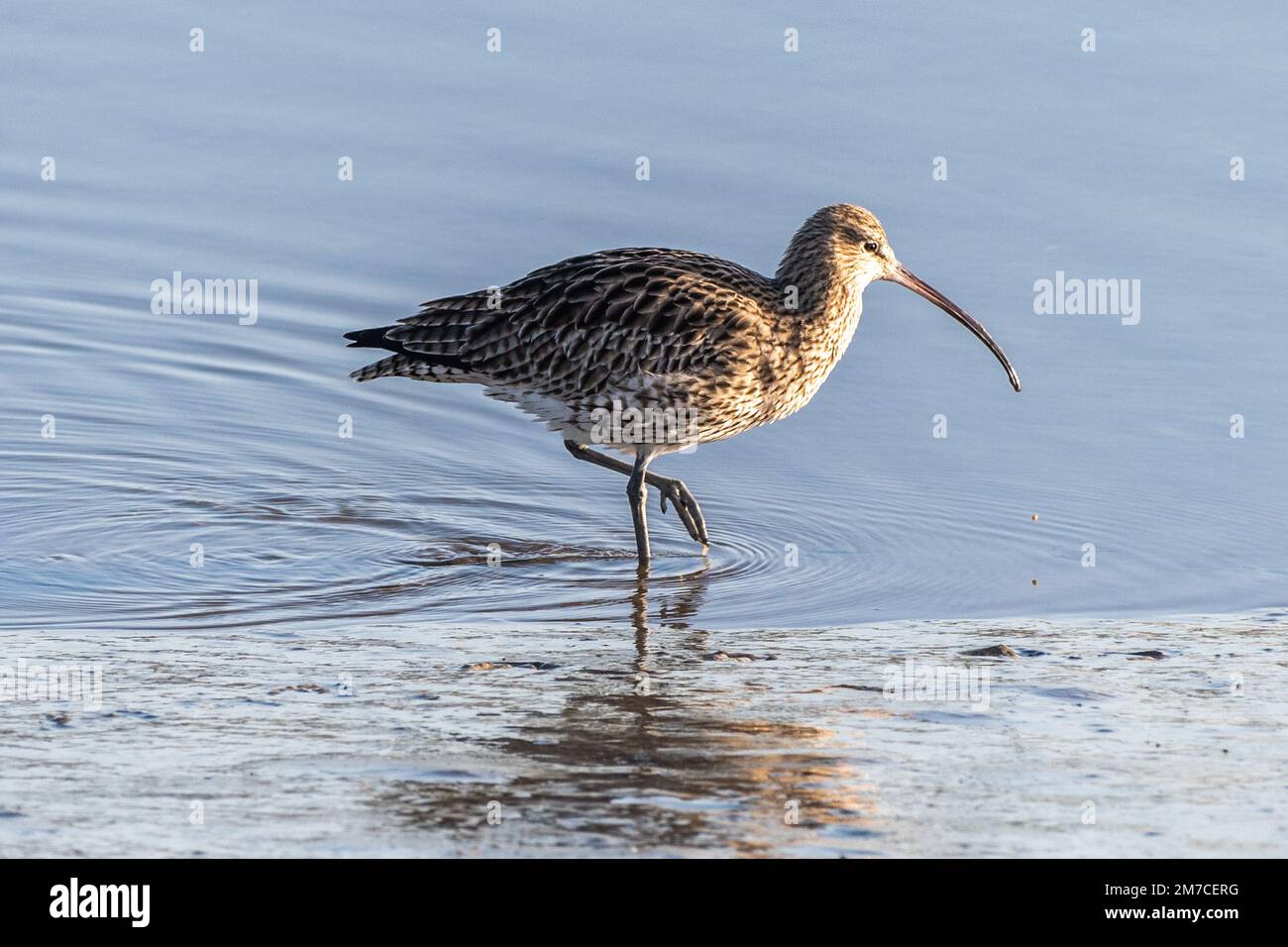 Timoleague, West Cork, Irlanda. 9th Jan, 2023. La popolazione irlandese di Curlew (Numenius arquata) rischia di estinguersi entro il prossimo decennio. Si stima che in Irlanda siano rimaste solo 105 paia di uccelli, rispetto alle circa 5.000 degli anni Ottanta. Il calo del 98% è dovuto alla perdita di habitat, all'accessibilità economica in aree inadeguate, all'intensificazione dell'agricoltura, ai disordini, all'inquinamento e ai cambiamenti climatici. Questa mattina, nell'estuario di Timoleague, si possono vedere delle corone. Credit: AG News/Alamy Live News. Foto Stock
