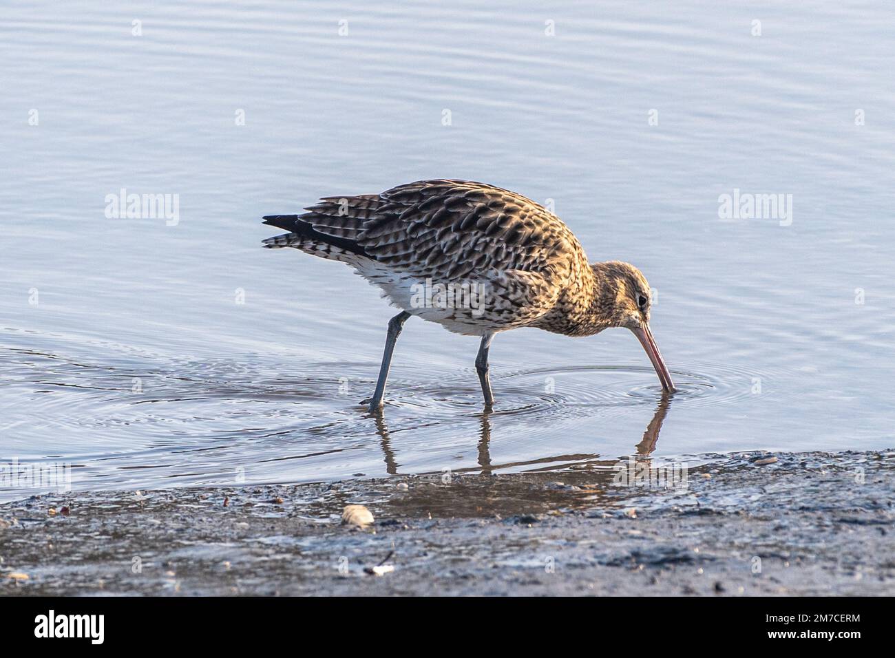 Timoleague, West Cork, Irlanda. 9th Jan, 2023. La popolazione irlandese di Curlew (Numenius arquata) rischia di estinguersi entro il prossimo decennio. Si stima che in Irlanda siano rimaste solo 105 paia di uccelli, rispetto alle circa 5.000 degli anni Ottanta. Il calo del 98% è dovuto alla perdita di habitat, all'accessibilità economica in aree inadeguate, all'intensificazione dell'agricoltura, ai disordini, all'inquinamento e ai cambiamenti climatici. Questa mattina, nell'estuario di Timoleague, si possono vedere delle corone. Credit: AG News/Alamy Live News. Foto Stock