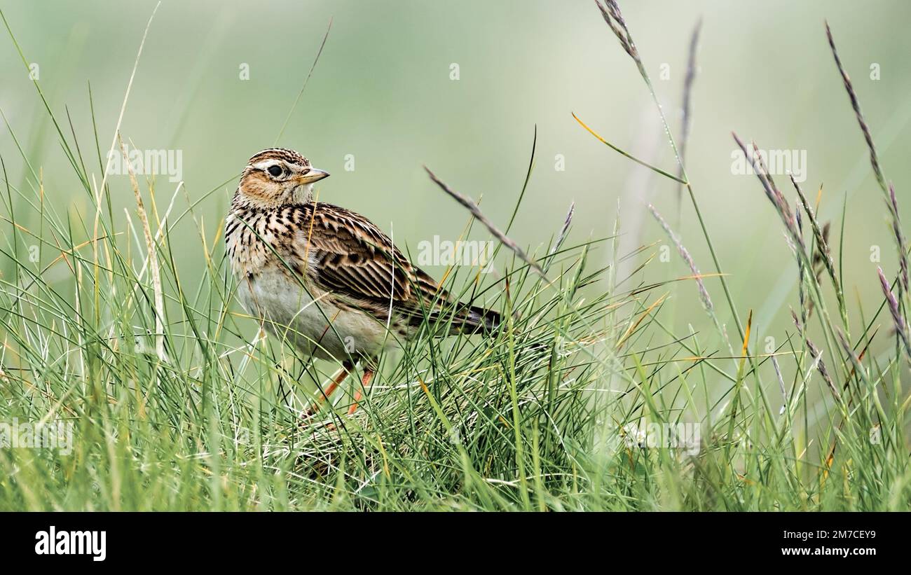 Skylark in erba lunga Foto Stock