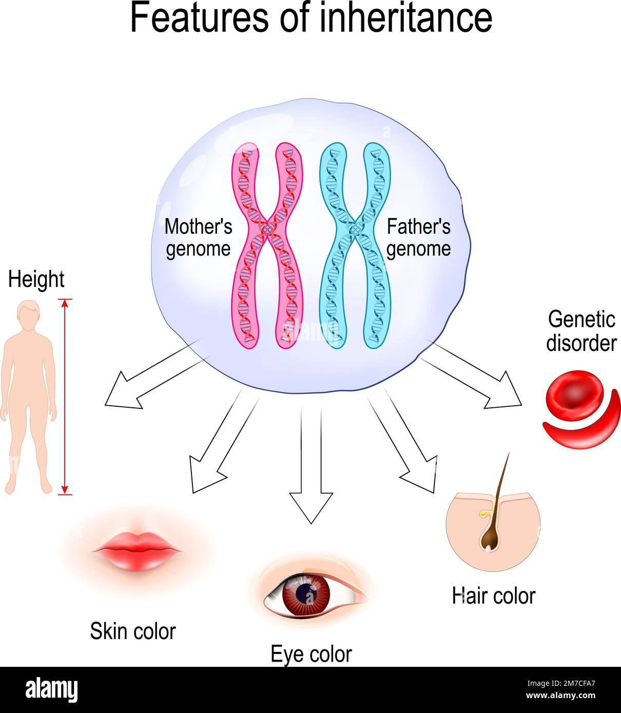 Caratteristiche di ereditarietà. teoria cromosomica dell'ereditarietà. Cellule con i genitori genoma e seguire i modelli di eredità dei tratti Illustrazione Vettoriale