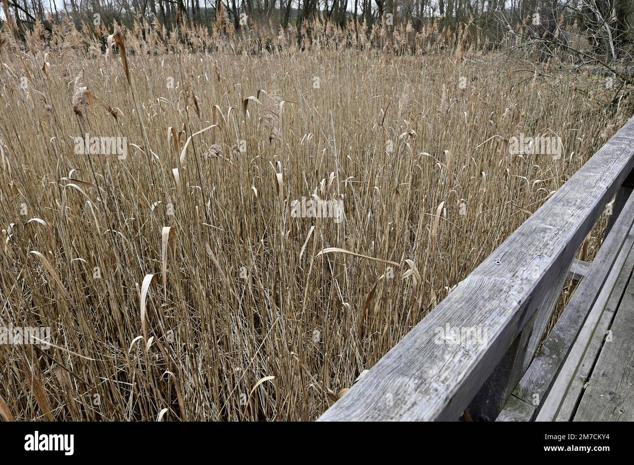 Bassa Austria, Austria. Riserva naturale Marchauen nella pianura alluvionale della marcia Foto Stock