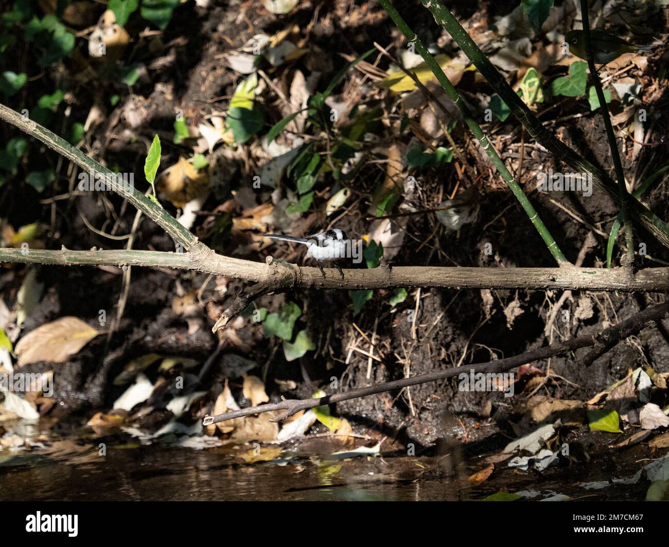 Un piccolo e carino boscitt a coda lunga, aegithalos caudatus, si trova sopra un piccolo ruscello in una foresta giapponese prima di un bagno. Foto Stock Un piccolo e carino boscitt a coda lunga, aegithalos caudatus, si trova sopra un piccolo ruscello in una foresta giapponese prima di un bagno. Foto Stock