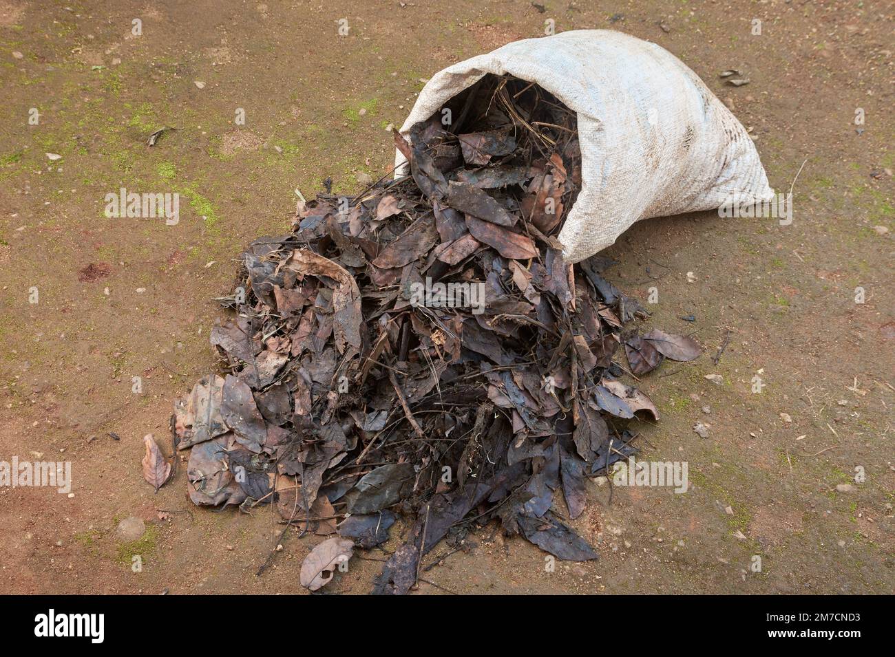 sacco pieno di foglie secche cadute per fertilizzante organico, primo piano di trasformazione delle foglie cadute, materiale biodegradabile per il riciclaggio del giardino Foto Stock