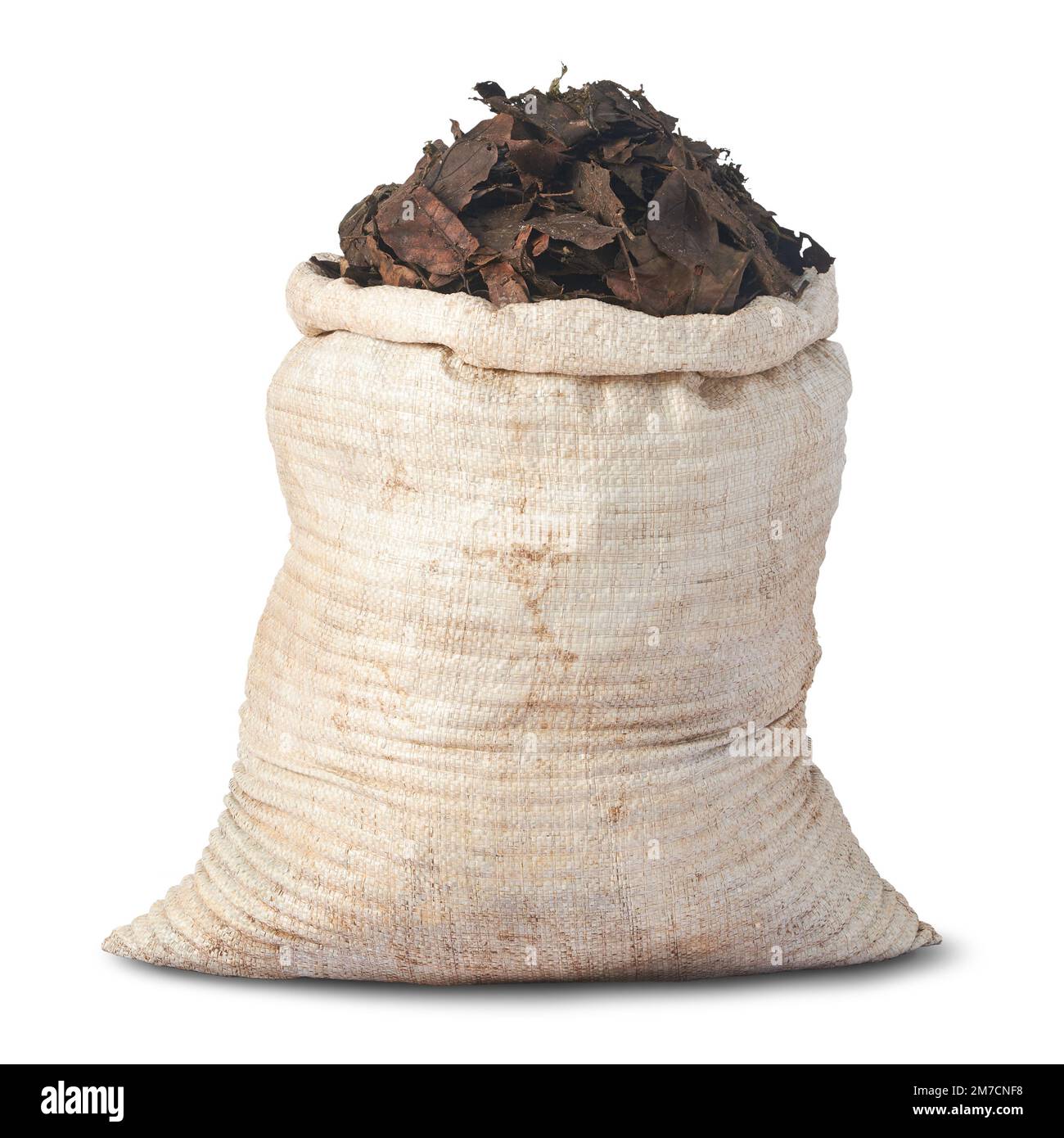 sacco pieno di foglie secche cadute per fertilizzante organico isolato su sfondo bianco, primo piano vista della trasformazione delle foglie cadute, gard biodegradabile Foto Stock