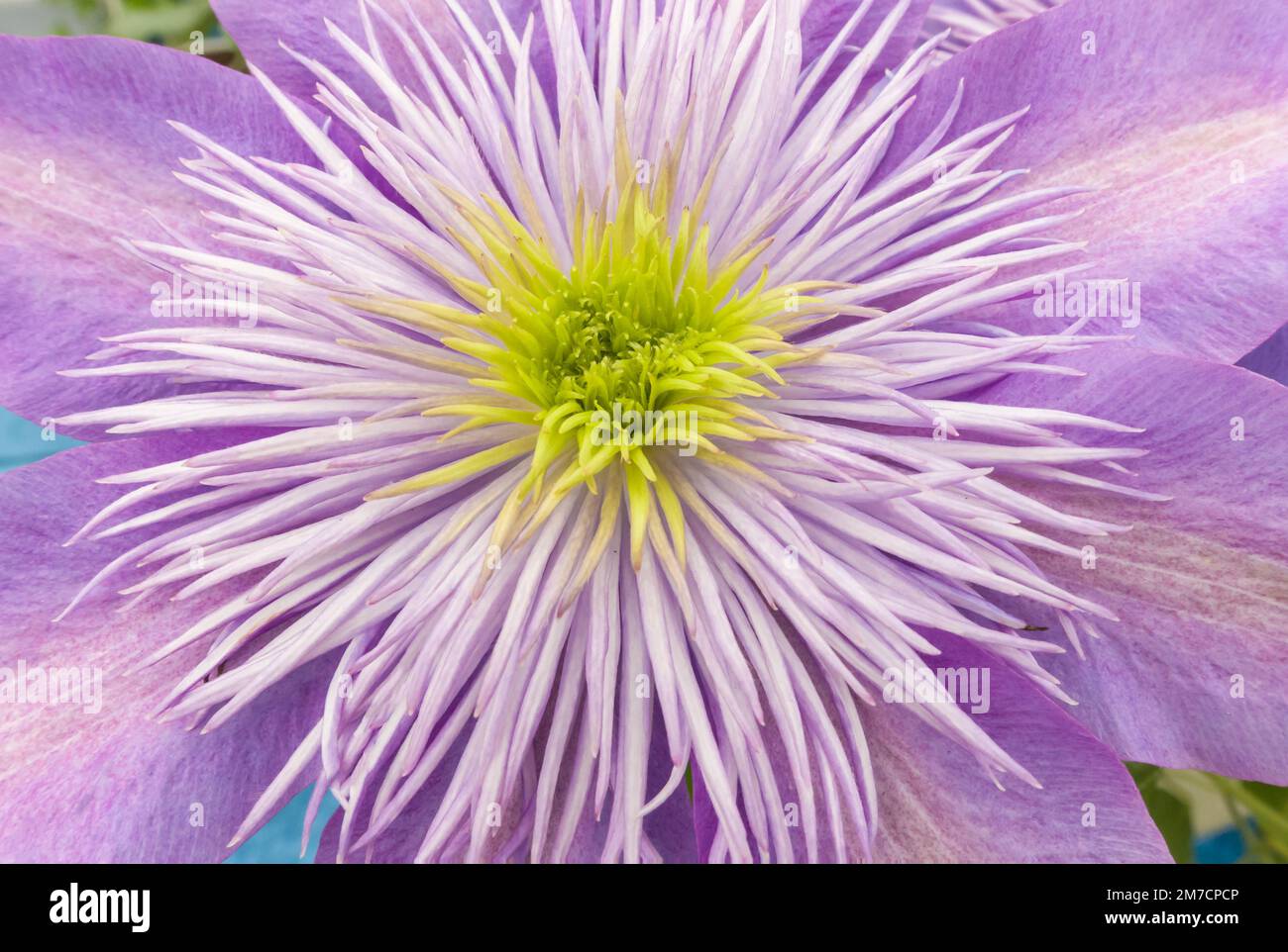 Clematis (Fontana di Cristallo) un perenne arrampicata. Malvern Worcestershire Regno Unito. Maggio 2022 Foto Stock