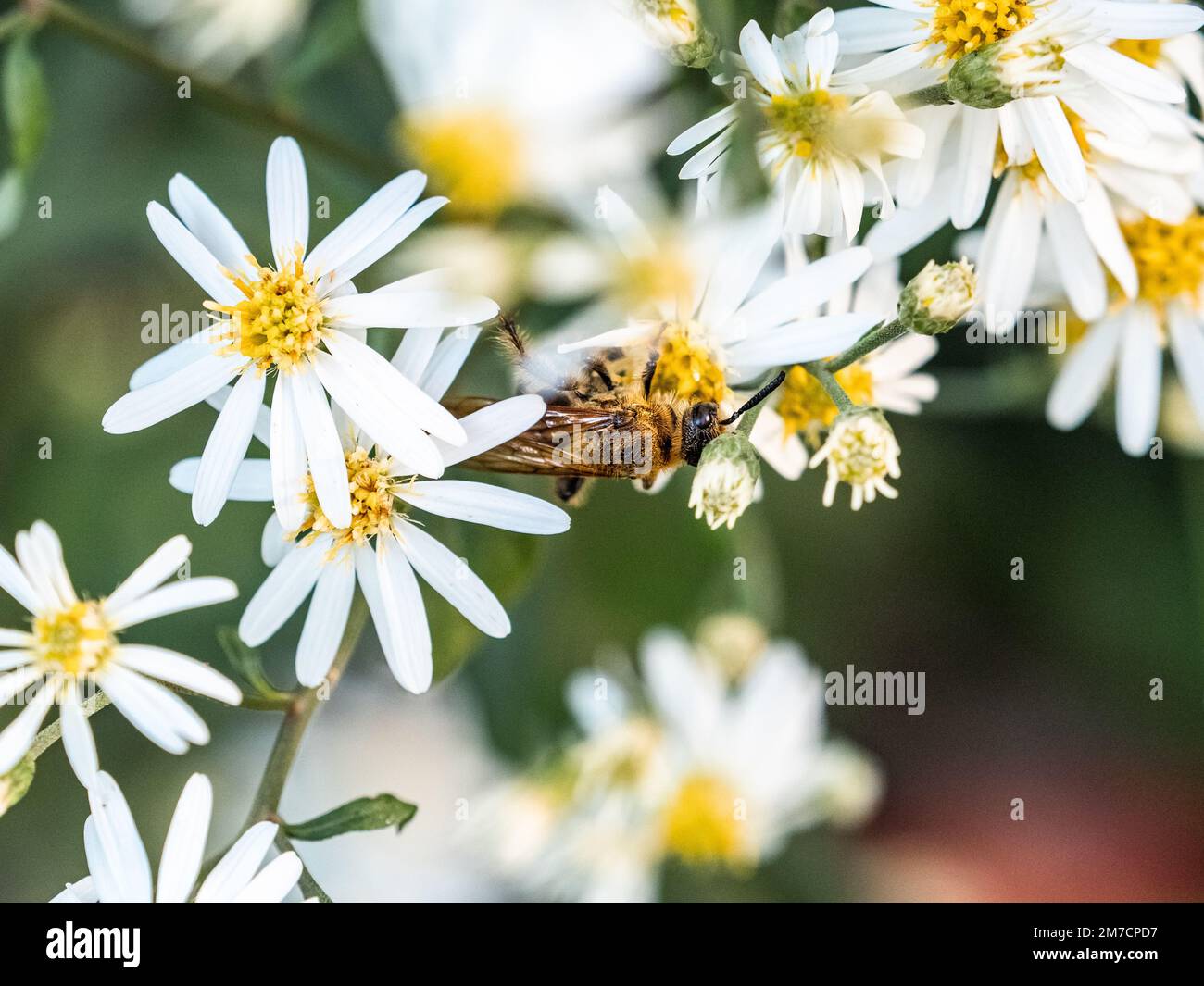 Un cacciatore di scarabine giapponese, Campsomeriella anulanata o simili, raccoglie polline e nettare da fiori bianchi di margherita vicino a Yokohama, Giappone. Foto Stock
