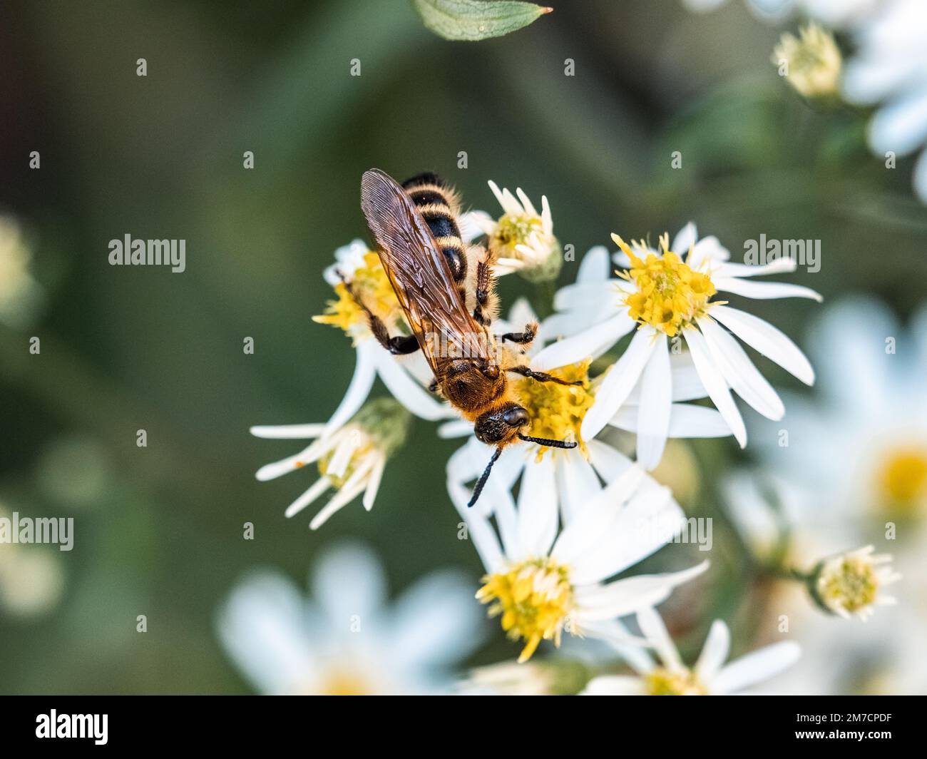 Un cacciatore di scarabine giapponese, Campsomeriella anulanata o simili, raccoglie polline e nettare da fiori bianchi di margherita vicino a Yokohama, Giappone. Foto Stock