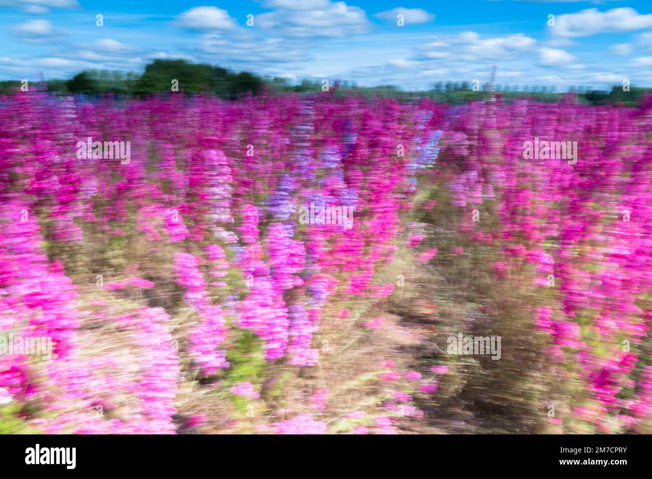 Movimento intenzionale della macchina fotografica del fiore di Delphinium (campi di confetti) Worcestershire Inghilterra Regno Unito. Luglio 2022 Foto Stock