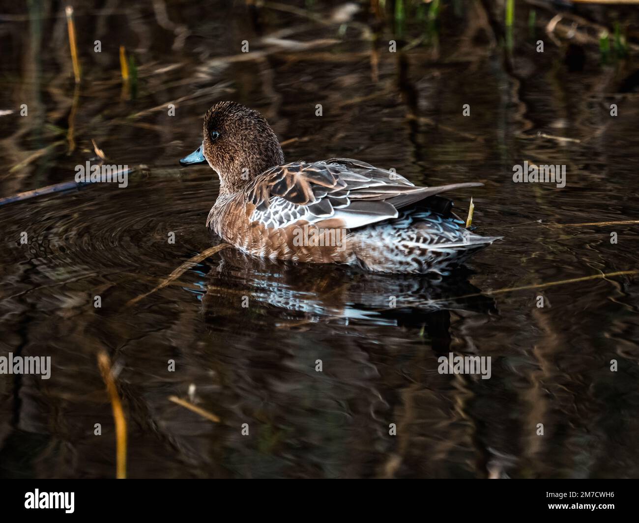 Un gruppo di wigeon eurasiatici, la Mareca penelope, galleggia in un piccolo laghetto di anatre la mattina presto in un parco vicino a Yokohama Japan. Foto Stock Un gruppo di wigeon eurasiatici, la Mareca penelope, galleggia in un piccolo laghetto di anatre la mattina presto in un parco vicino a Yokohama Japan. Foto Stock