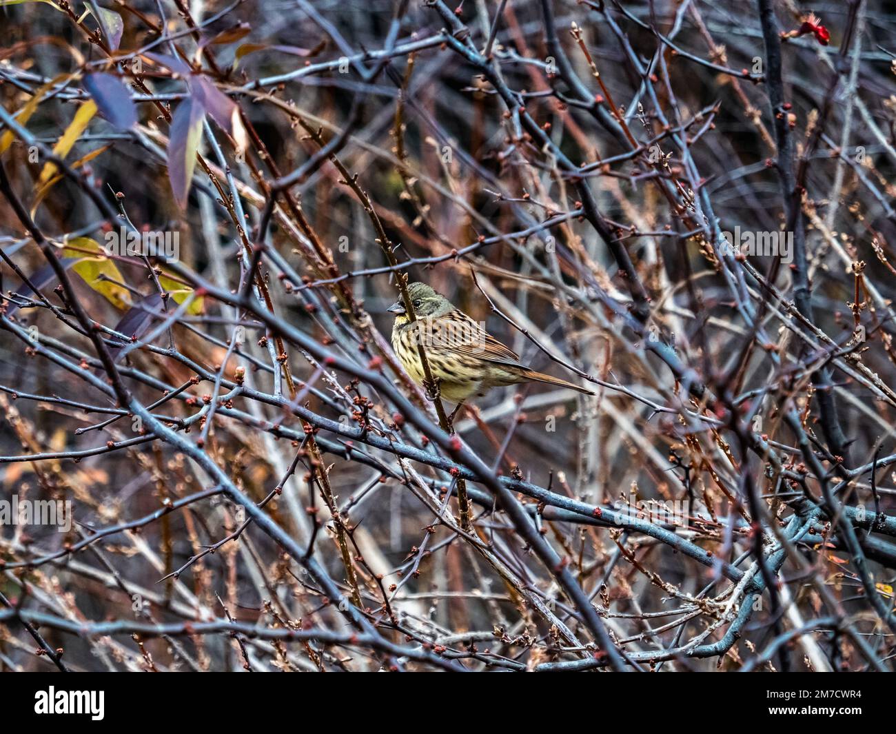 Un simpatico mazzetto maschio dalla faccia nera, Emberiza spodocephala, arroccato in una boscaglia invernale in un parco vicino a Yokohama, Giappone. Foto Stock Un simpatico mazzetto maschio dalla faccia nera, Emberiza spodocephala, arroccato in una boscaglia invernale in un parco vicino a Yokohama, Giappone. Foto Stock
