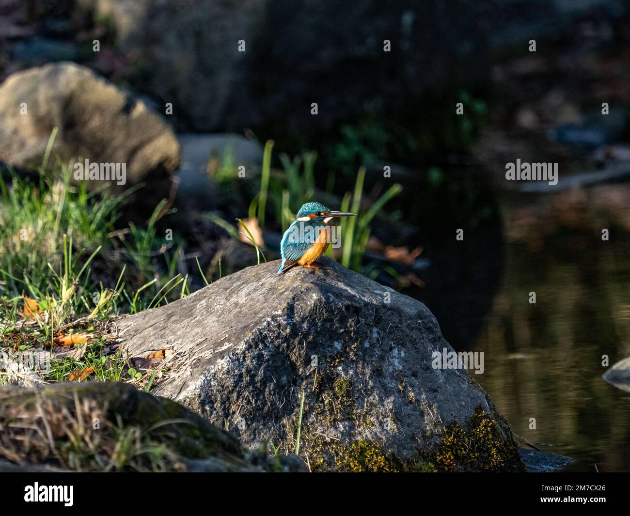Un piccolo e colorato Martin pescatore comune, Alcedo atthis, arroccato su una roccia su un piccolo ruscello mentre pesca. Foto Stock Un piccolo e colorato Martin pescatore comune, Alcedo atthis, arroccato su una roccia su un piccolo ruscello mentre pesca. Foto Stock