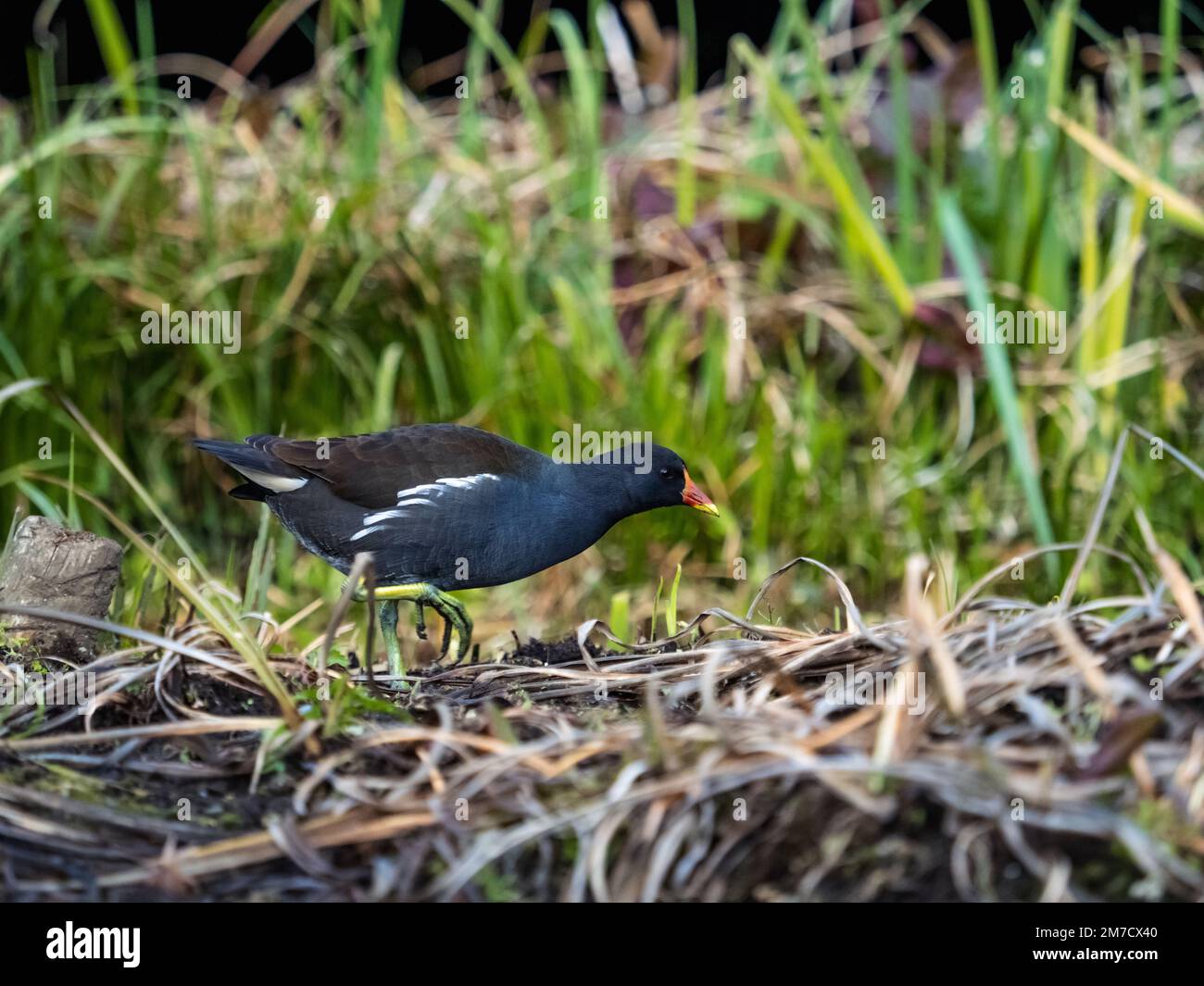 Un moorhen comune, gallinula chloropus, passeggiate e raccoglie attraverso le erbe di paludi vicino a Yokohama, Giappone. Foto Stock Un moorhen comune, gallinula chloropus, passeggiate e raccoglie attraverso le erbe di paludi vicino a Yokohama, Giappone. Foto Stock