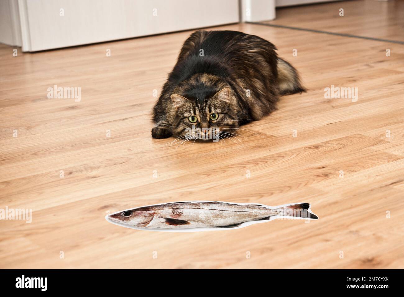 immagine umoristica di un gatto domestico osservando con intento un falso pesce di cartone Foto Stock