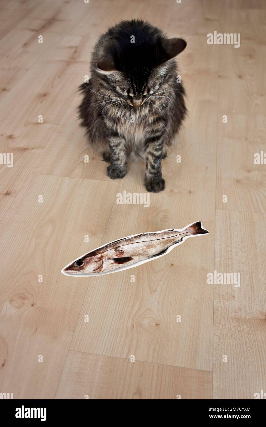 immagine umoristica di un gatto domestico osservando con intento un falso pesce di cartone Foto Stock