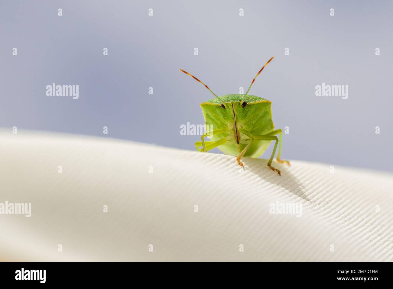 Viridula Nezara, bug verde del sud con spazio di copia e uno sfondo naturale in modalità paesaggio Foto Stock
