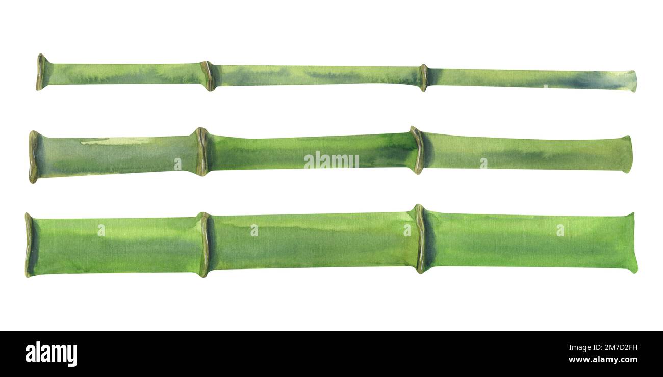 Gambi di bambù verdi. Illustrazione acquerello. Oggetti isolati su uno sfondo bianco, un set della collezione DI BAMBÙ. Per decorazione e design Foto Stock