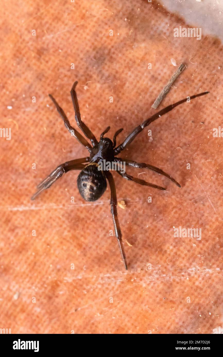 Steatoda paykulliana, Mediterranea Falso Black Widow Spider Foto Stock