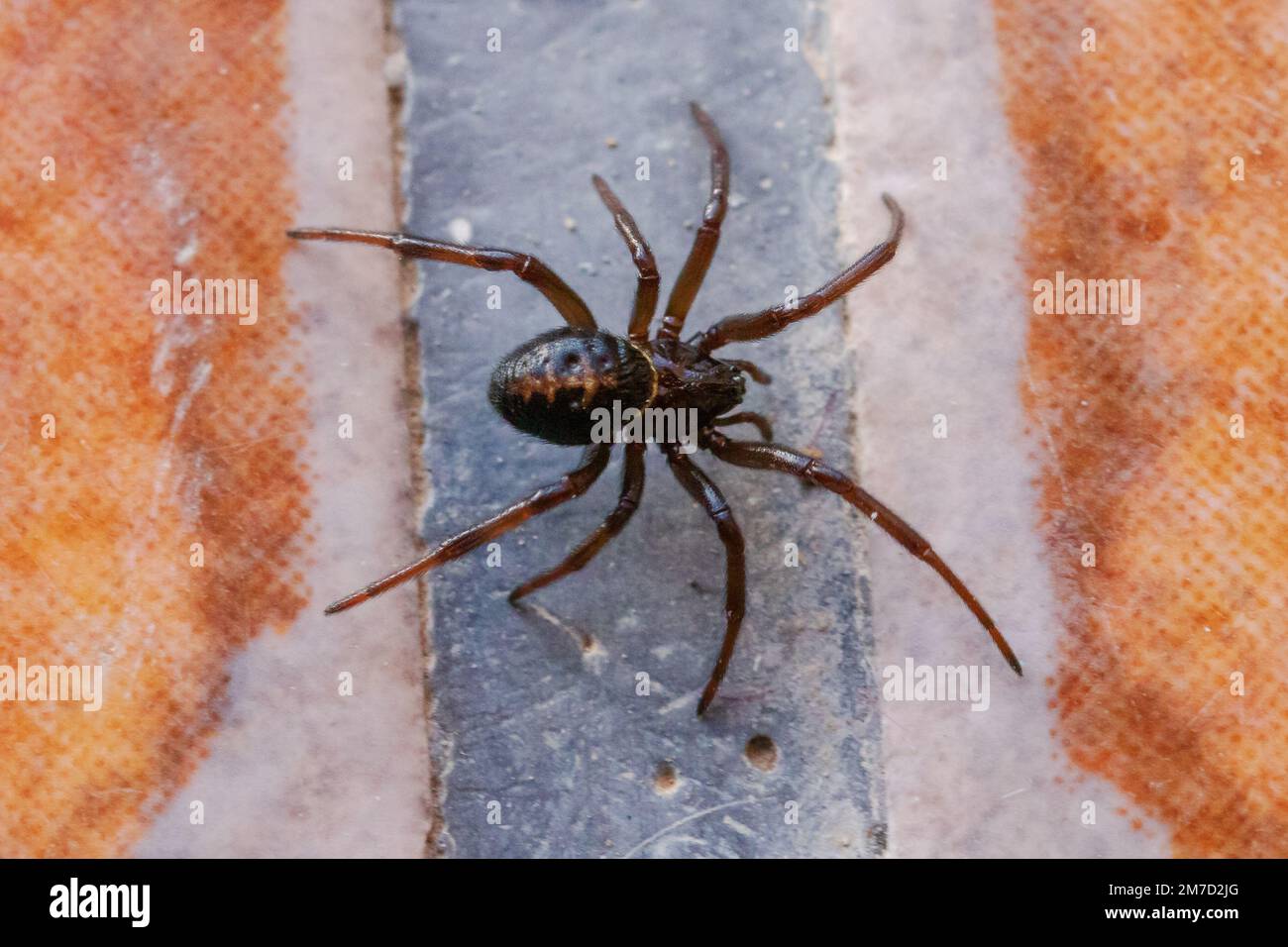 Steatoda paykulliana, Mediterranea Falso Black Widow Spider Foto Stock