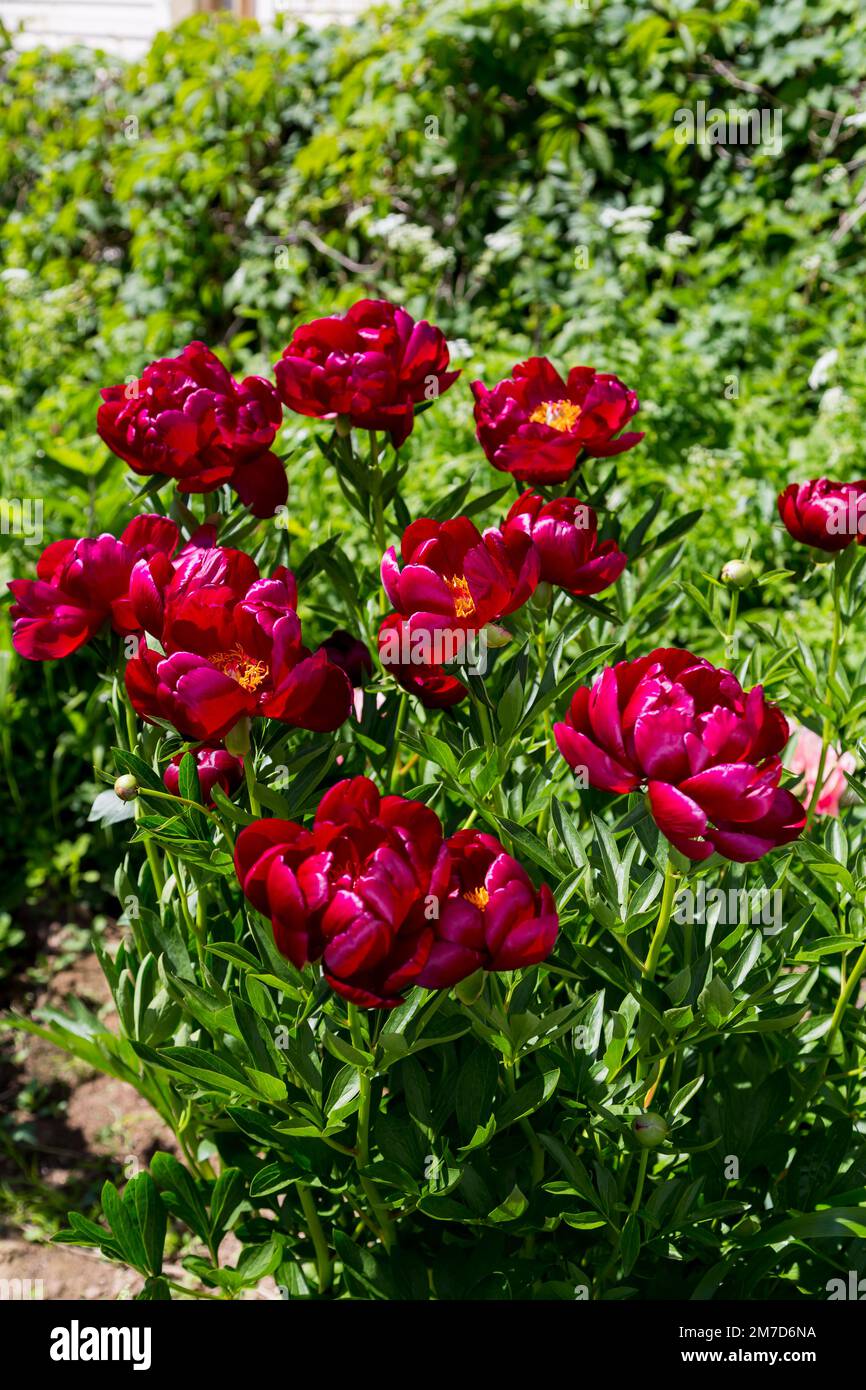 Peonie erbacee Chervonnyj Oksamit in fiori Foto Stock