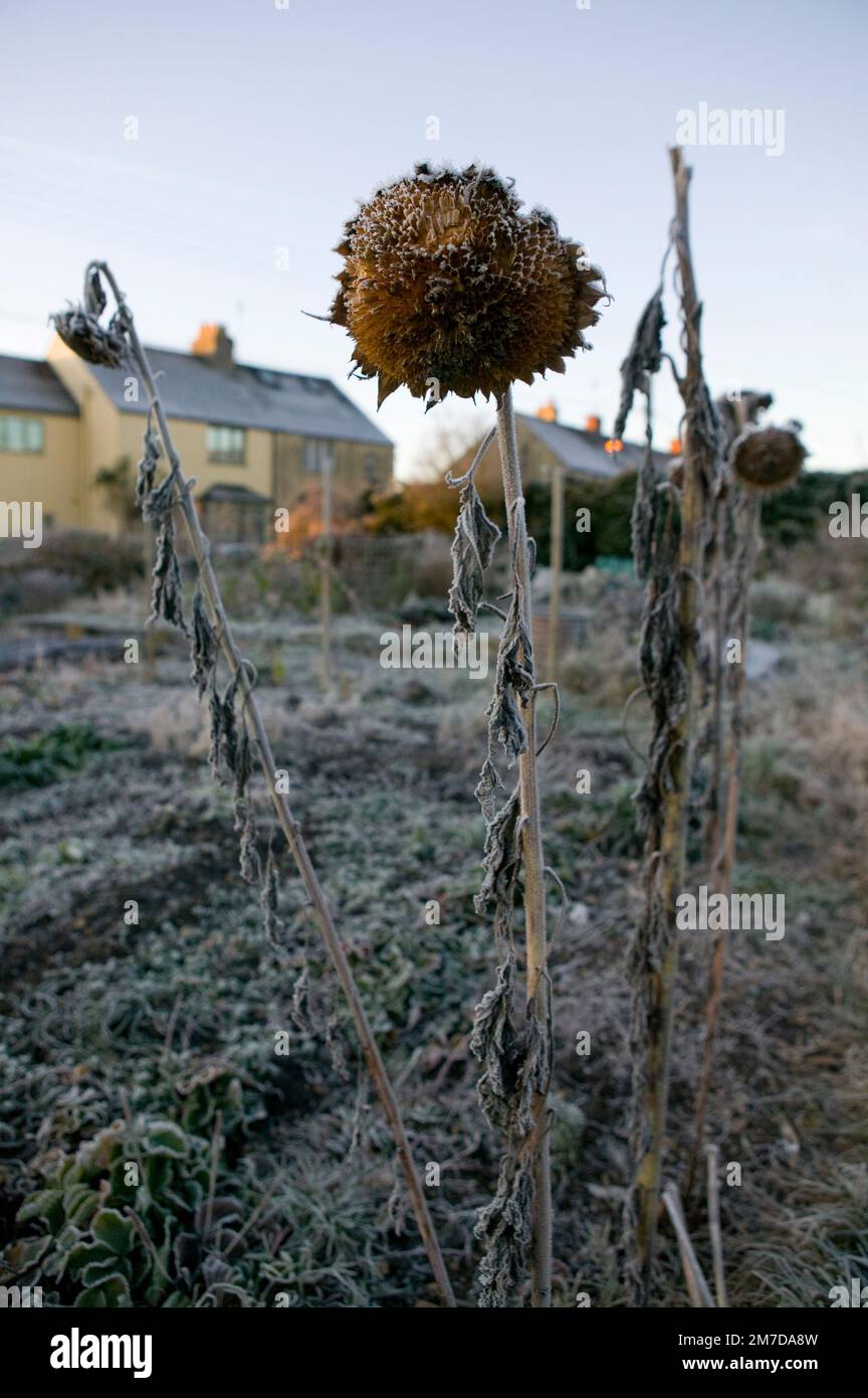 Il sole del mattino illumina i delicati bordi del gelo che copre le piante di girasole morte, le teste sono annegate e i petali e il colore sono per lo più scomparsi, ma la testa di seme rimane intatta in questa fredda scena invernale. Foto Stock