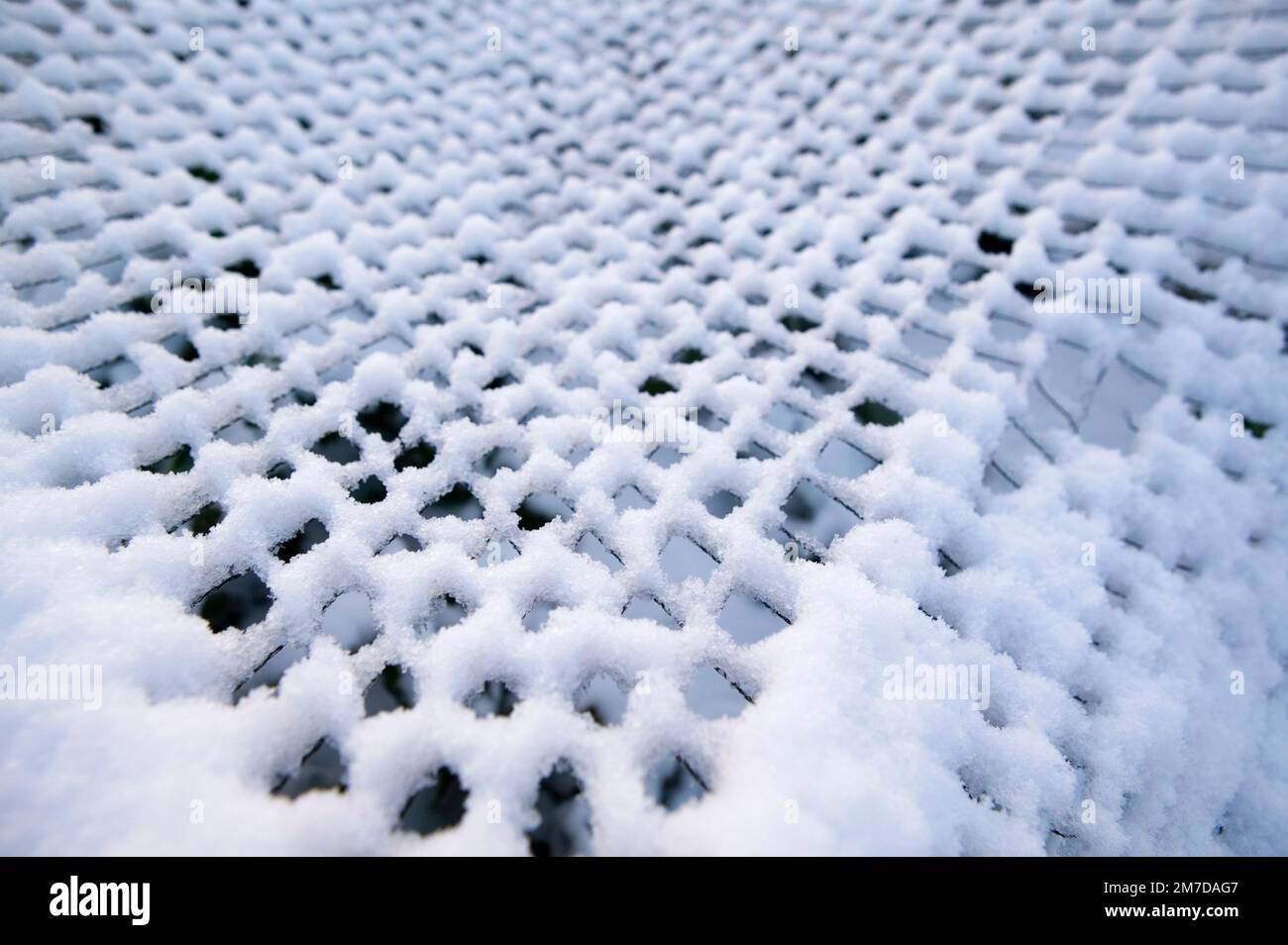 Piante su un riparto diventare ricoperto di uno strato di neve spessa tranne per il fatto che alcuni di essi sono protetti mediante l'uso di pezze e filo che mantiene alcuni inverni miti temperature di congelamento adn ghiaccio da piante di seguito. Foto Stock