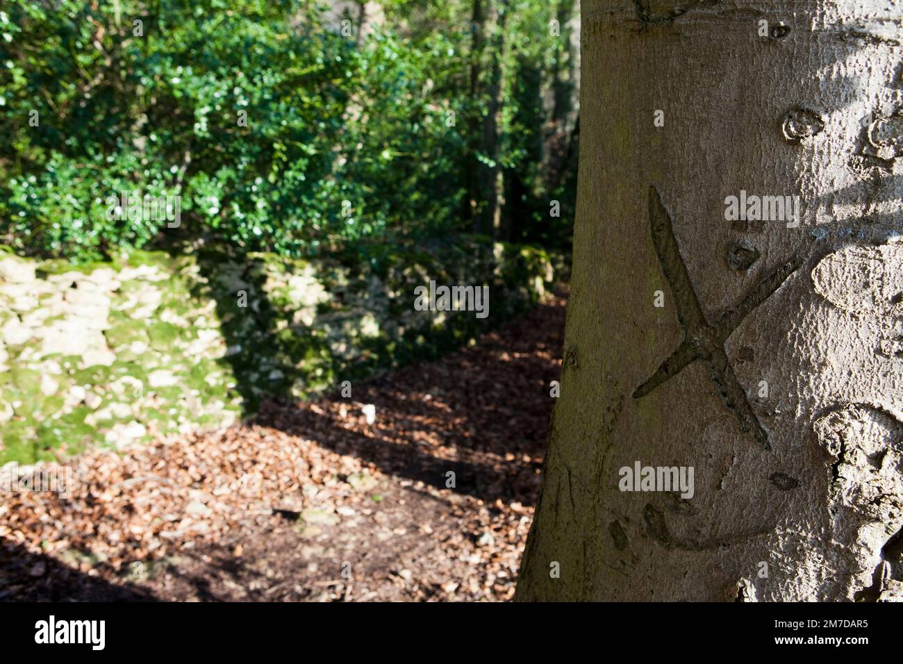 Una 'x' intagliata nel tronco di un vecchio albero nella campagna britannica. Spesso associato con l'avventura, la caccia al tesoro e persino i pirati la X è usata per contrassegnare la posizione di qualcosa che è stato hgidden in quella posizione. La X indica il punto. Foto Stock