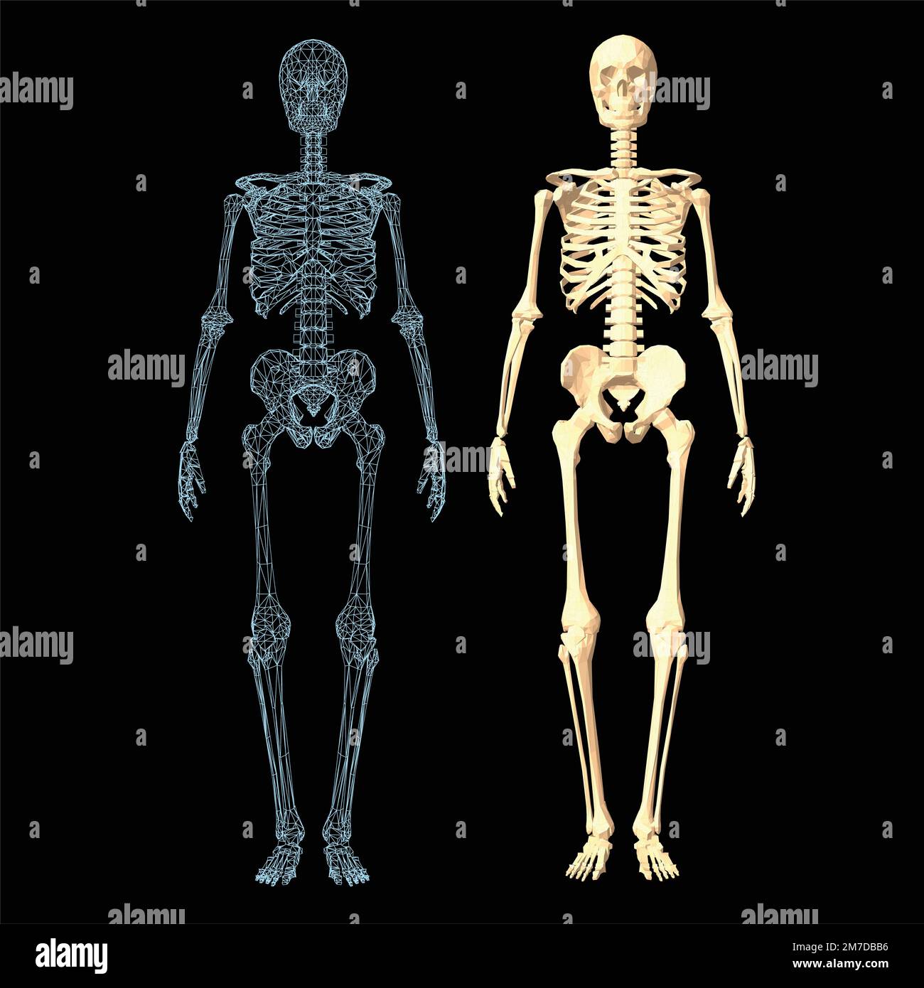 Struttura dello scheletro umano, cranio, colonna vertebrale, gabbia, costole, Pelvi, articolazioni, anatomia e medicina, set di icone vettoriali 3D Illustrazione Vettoriale