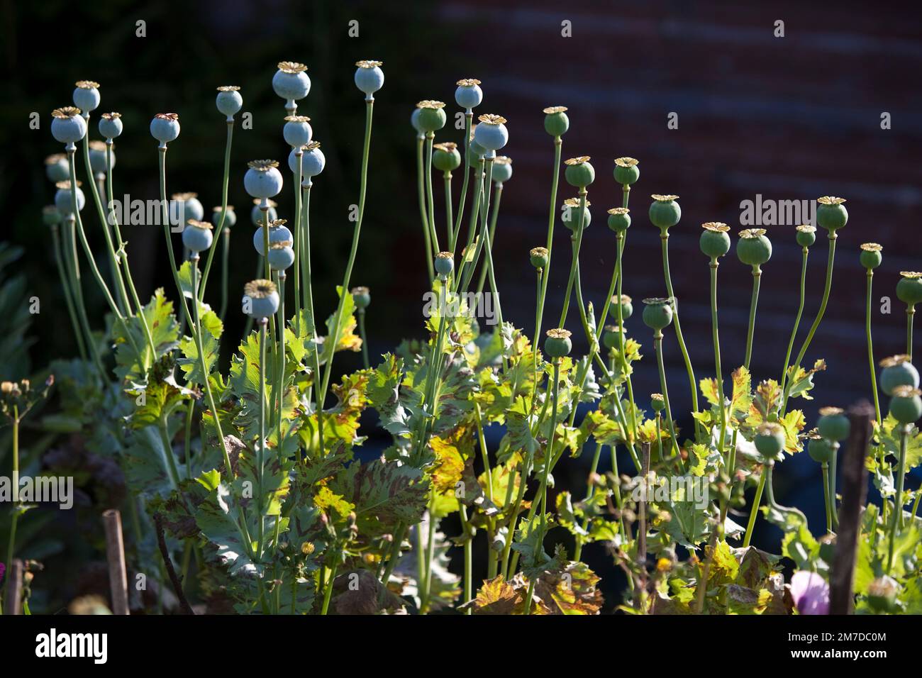 Le teste di seme di papavero grandi piante alte permanente contro un capannone su un lotto di terreno nel Regno Unito. Le piante spesso coltivati in estremo oriente per il farmaco oppio simile strani esseri alieni. Foto Stock