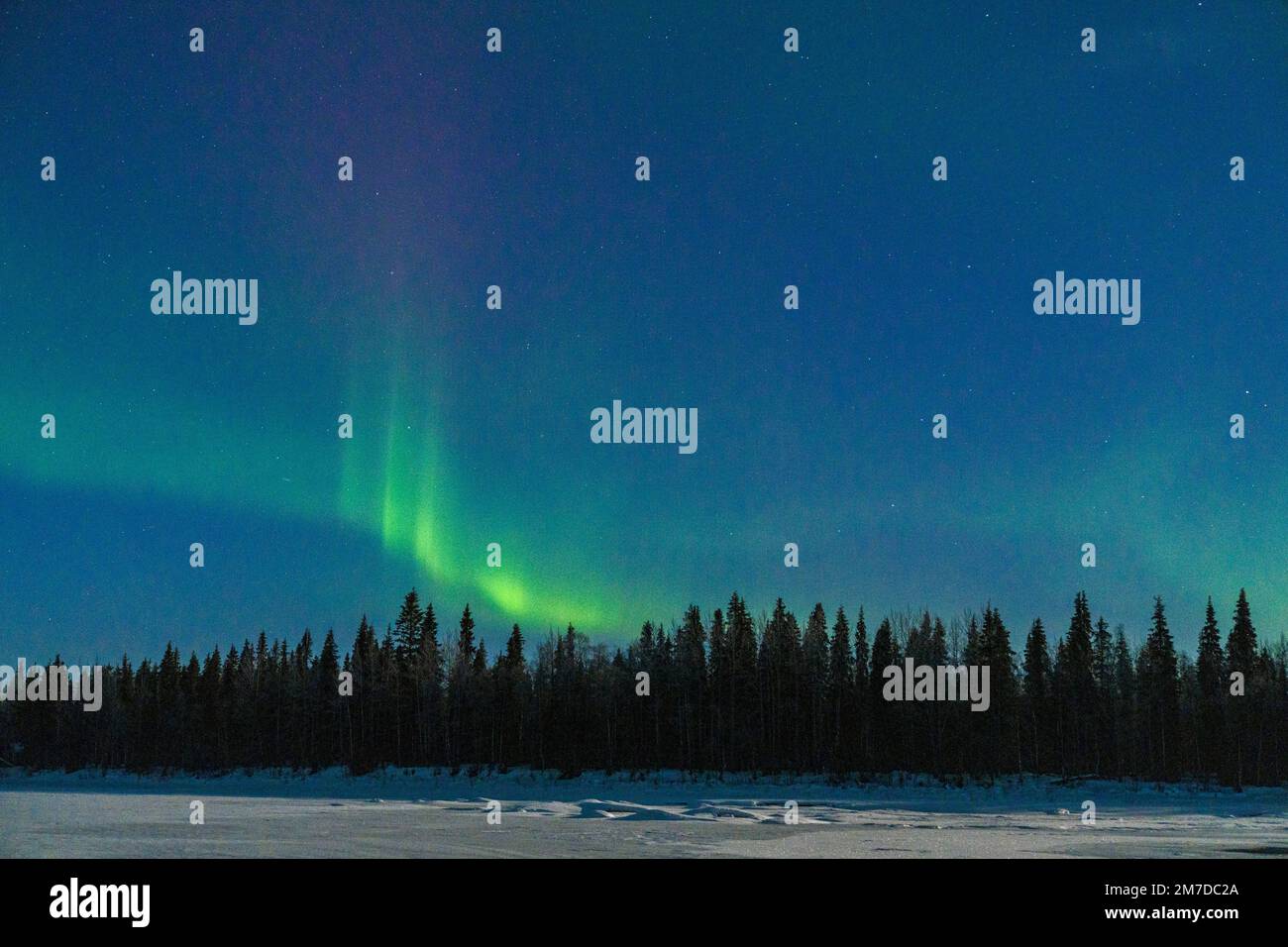 Foresta innevata illuminata dalla luce verde dell'aurora borealis, Levi, Kittila, Lapponia, Finlandia Foto Stock