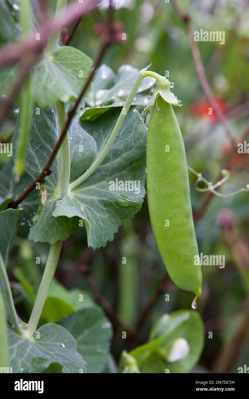 Una pianta di piselli che cresce in un giardino su canne adn mostrando il perfetto cialda di piselli frsh che scivola con un gioiello come gocce d'acqua dopo una tempesta di pioggia estiva. Foto Stock