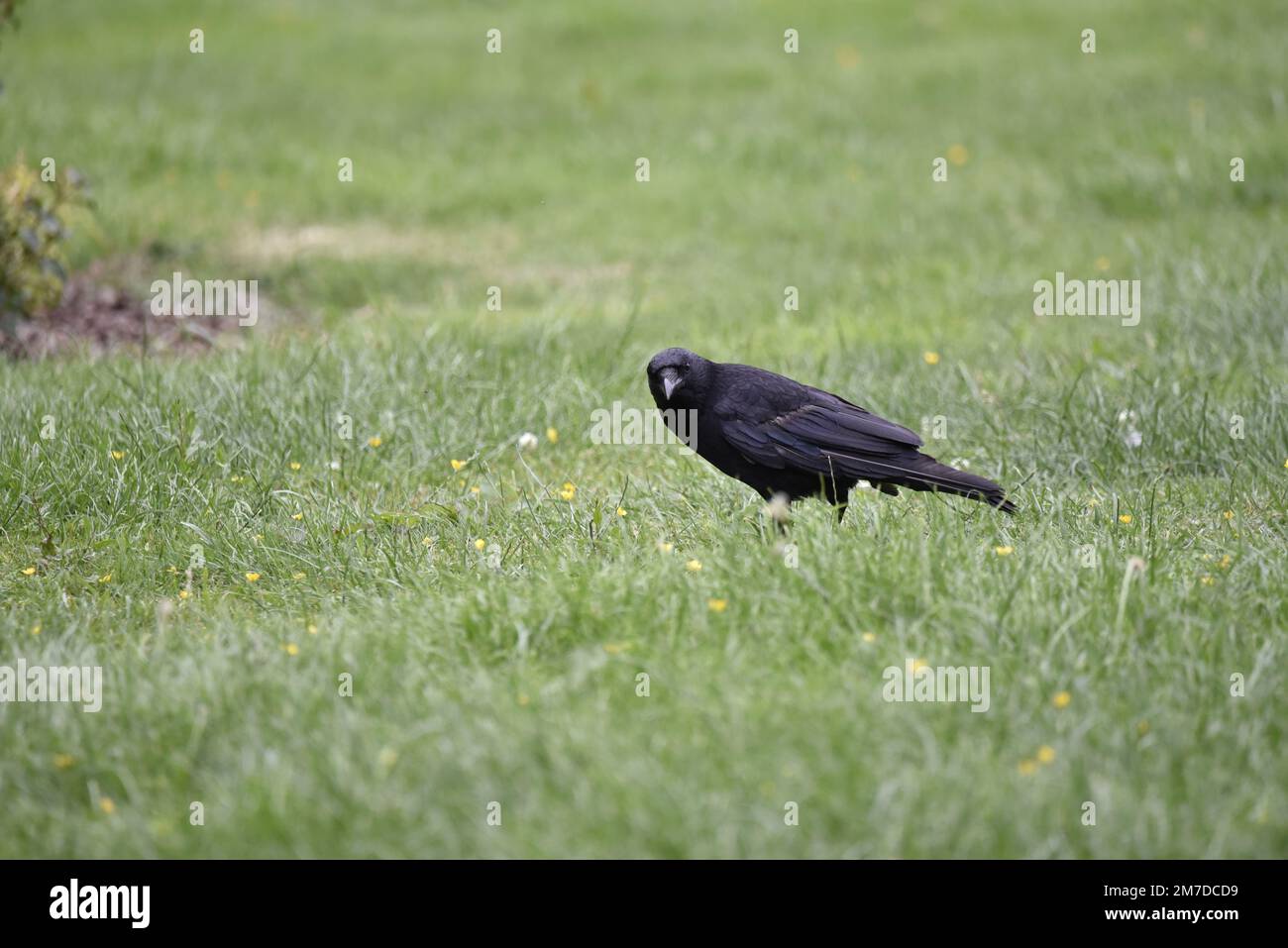 Carrion Crow (Corvus corone) in piedi a sinistra-profilo su erba corta verde e butercups gialli a destra dell'immagine, testa si è rivolto alla macchina fotografica nel luglio, Regno Unito Foto Stock