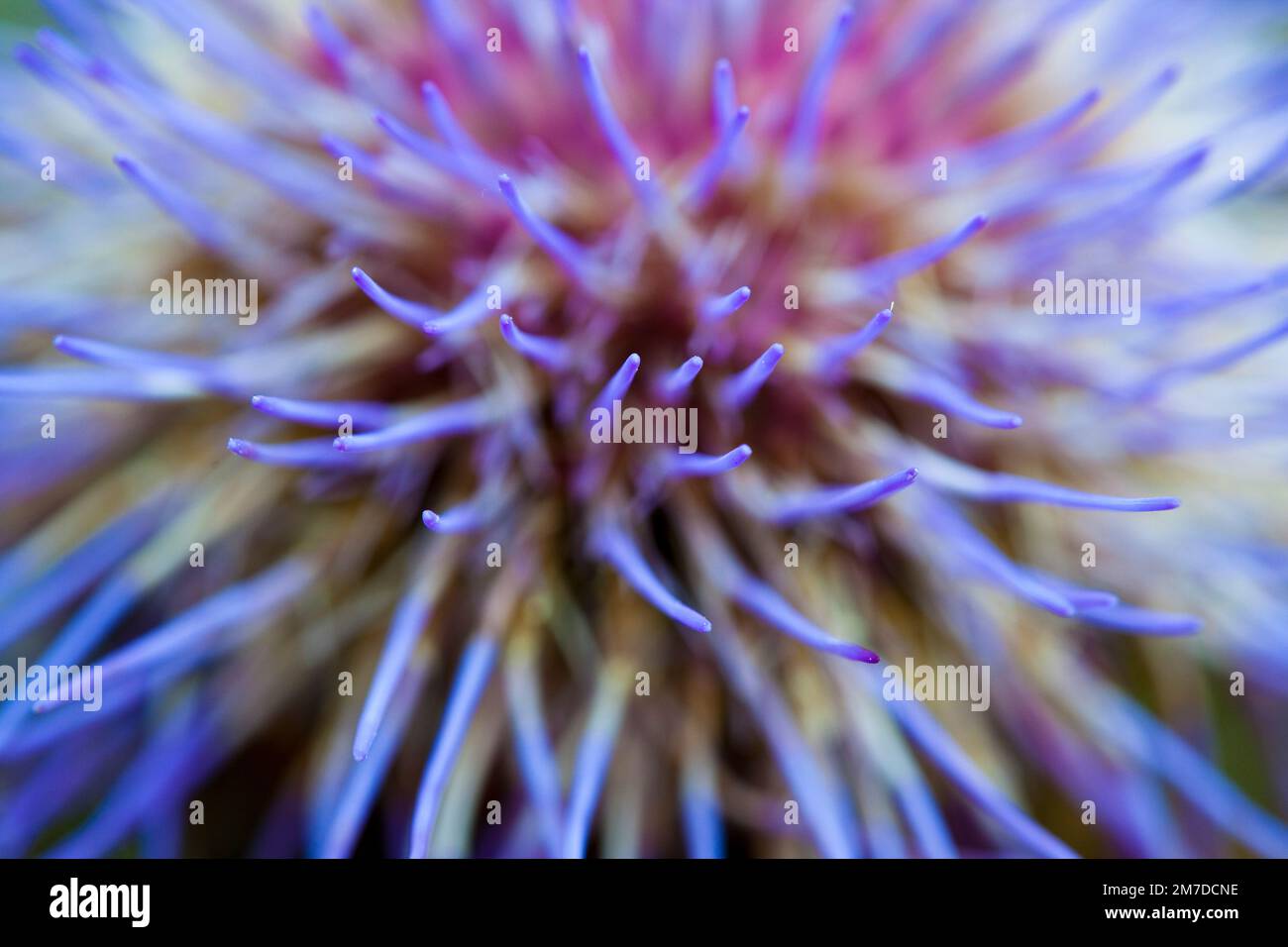 Un dettaglio molto ravvicinato della testa fiorente del cardone, Cynara cardunculus che shwoing punte viola profonde sul carciofo come fiore. Foto Stock
