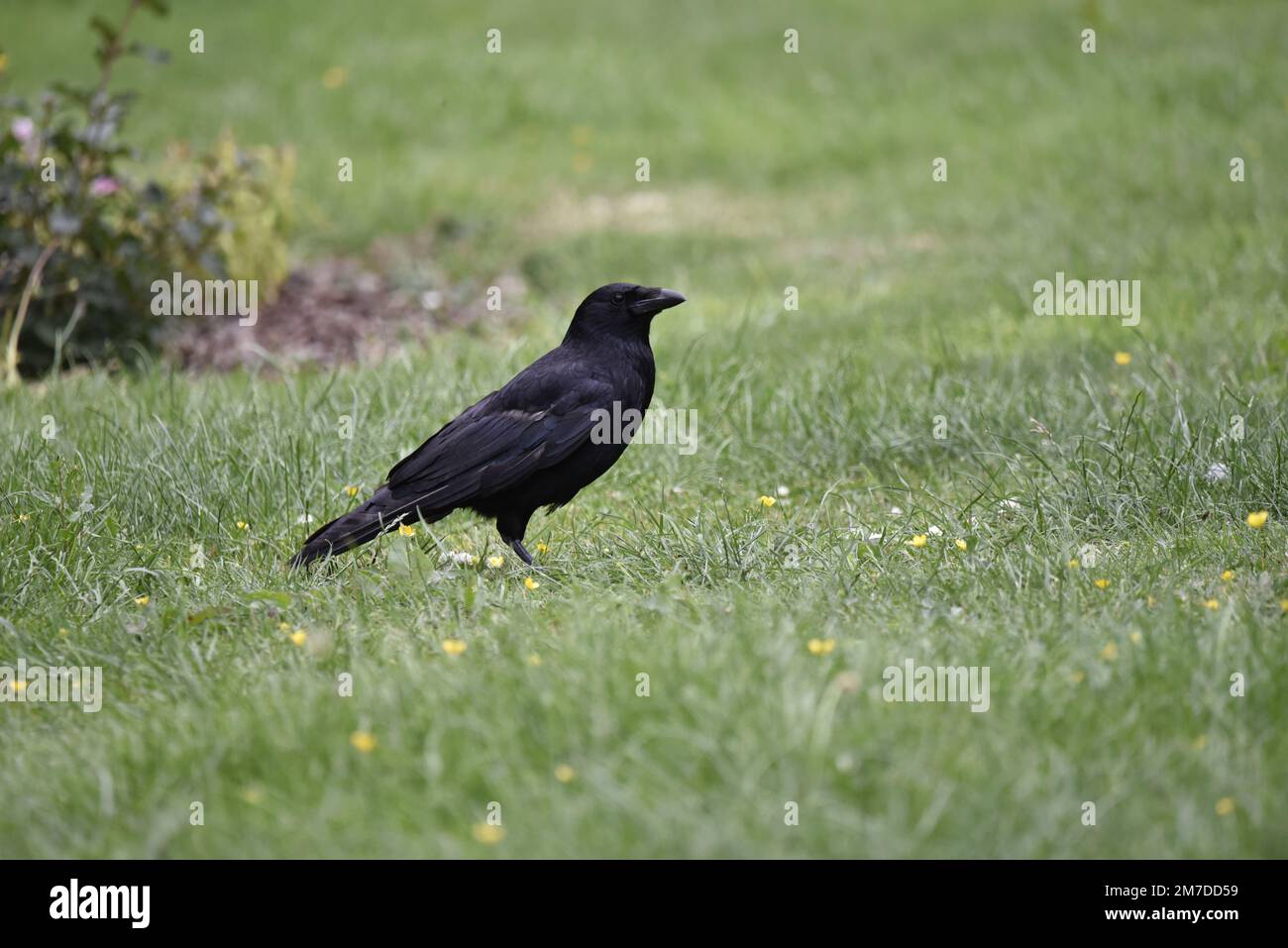 Carrion Crow (Corvus corone) in piedi in destra-Profilo a sinistra di immagine, contro uno sfondo di erba e Buttercups in Galles, Regno Unito nel mese di luglio Foto Stock
