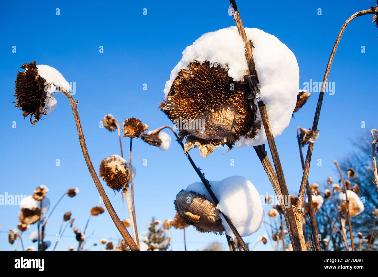 Teste di girasole secche morte coperte da uno strato di neve e poste contro un cielo blu profondo nelle profondità di un inverno gelido. Foto Stock