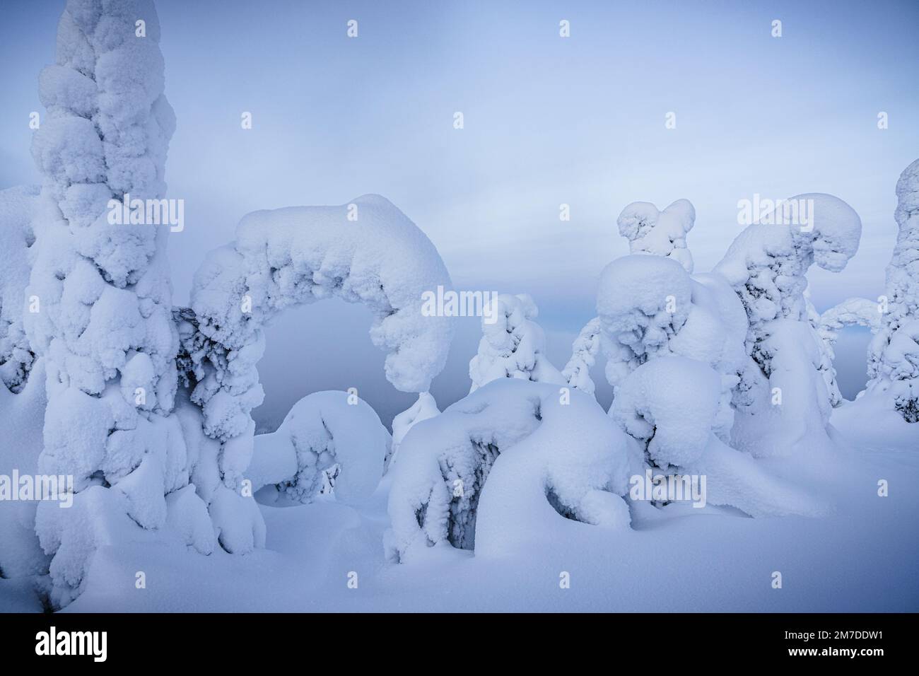 Alberi congelati avvolti di neve, Parco Nazionale di Oulanka, Ruka Kuusamo, Lapponia, Finlandia Foto Stock
