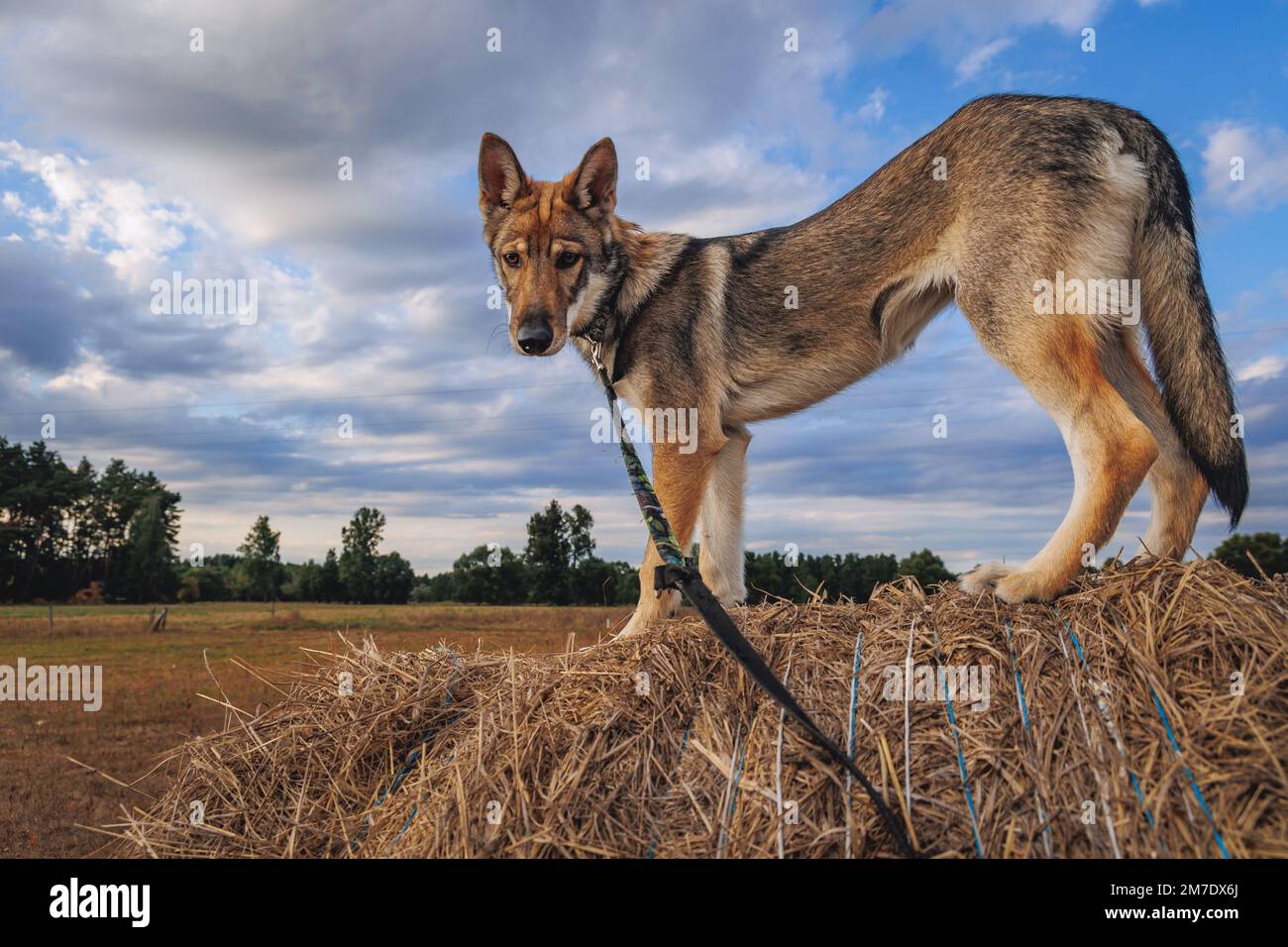 Cucciolo di cane Tamaskan su una balla di paglia in Polonia Foto Stock