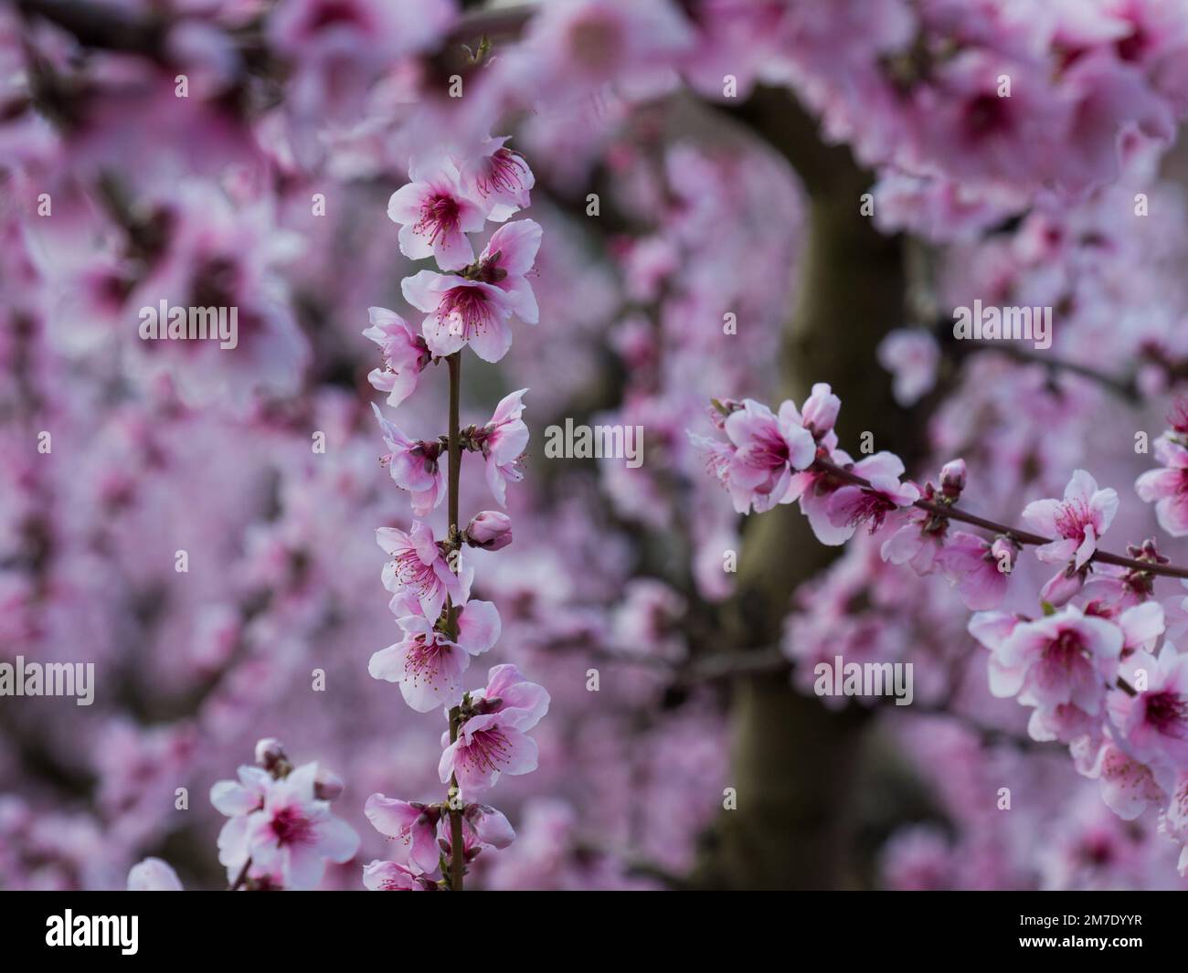 Fiori bianchi e rosa che nascono in primavera, nuovi germogli degli alberi Foto Stock