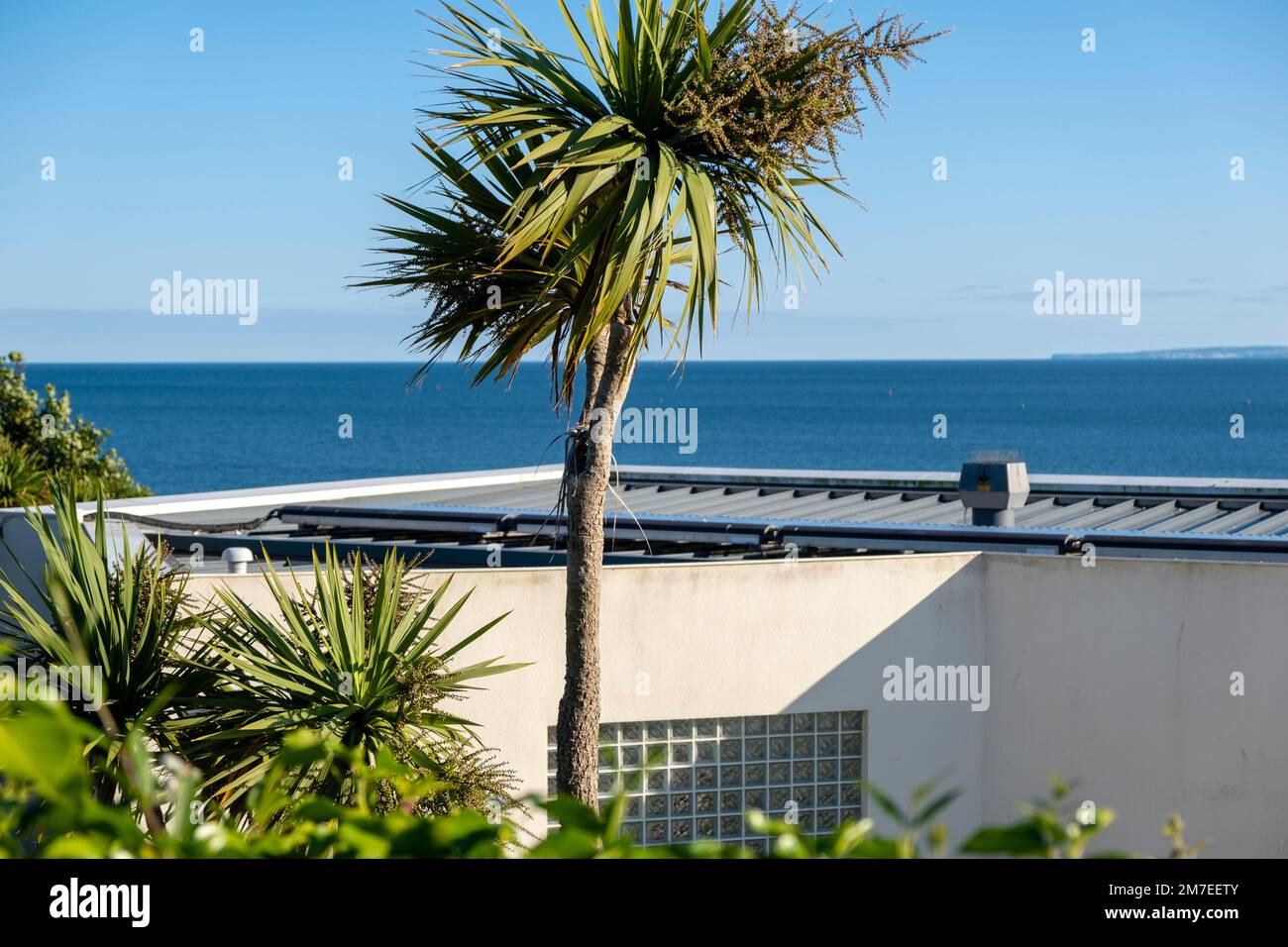 Una grande palma che cresce da un giardino sul retro di una casa dipinta di bianco sulla costa, con un profondo sjy blu e una vista all'orizzonte oltre dove il cielo incontra il mare. Foto Stock