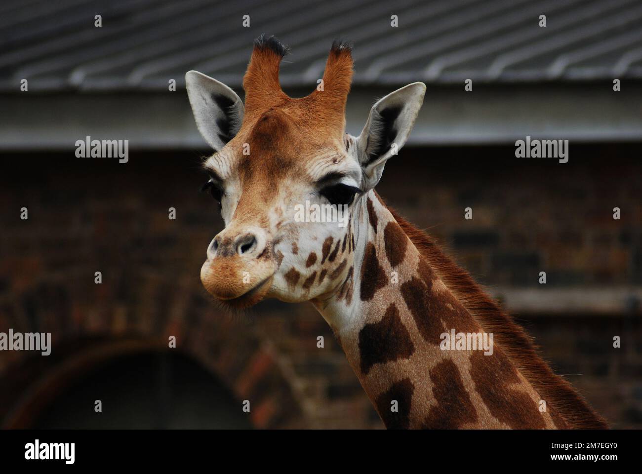 Primo piano testa e collo di una giovane giraffa di Rothschild, conosciuta anche come la baringo o giraffa ugandese, una delle specie più minacciate di giraffa Foto Stock