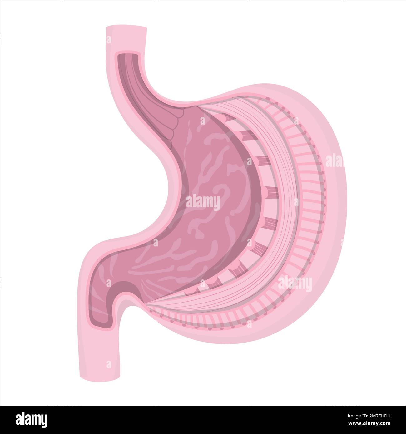 Illustrazione anatomica dello stomaco umano. Sezione longitudinale che mostra la struttura a strati dell'organo. Illustrazione Vettoriale