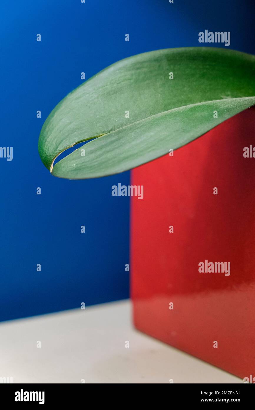 Una grande foglia di pianta verde in una pentola rossa con parete blu. Foto Stock