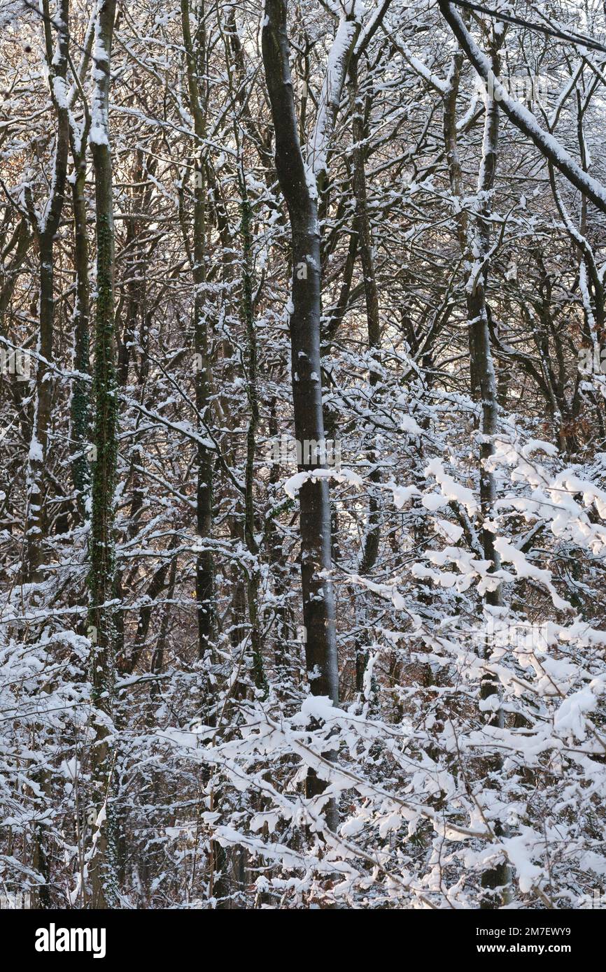 Il sole splende attraverso una foresta innevata con nuvole di neve che cadono scintillanti nelle ombre retroilluminate. Foto Stock