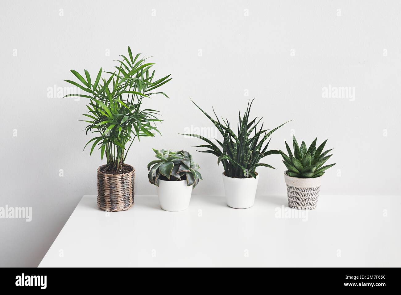 Diverse piante domestiche - succulenti sullo sfondo bianco, giardinaggio domestico e collegamento con il concetto di natura Foto Stock