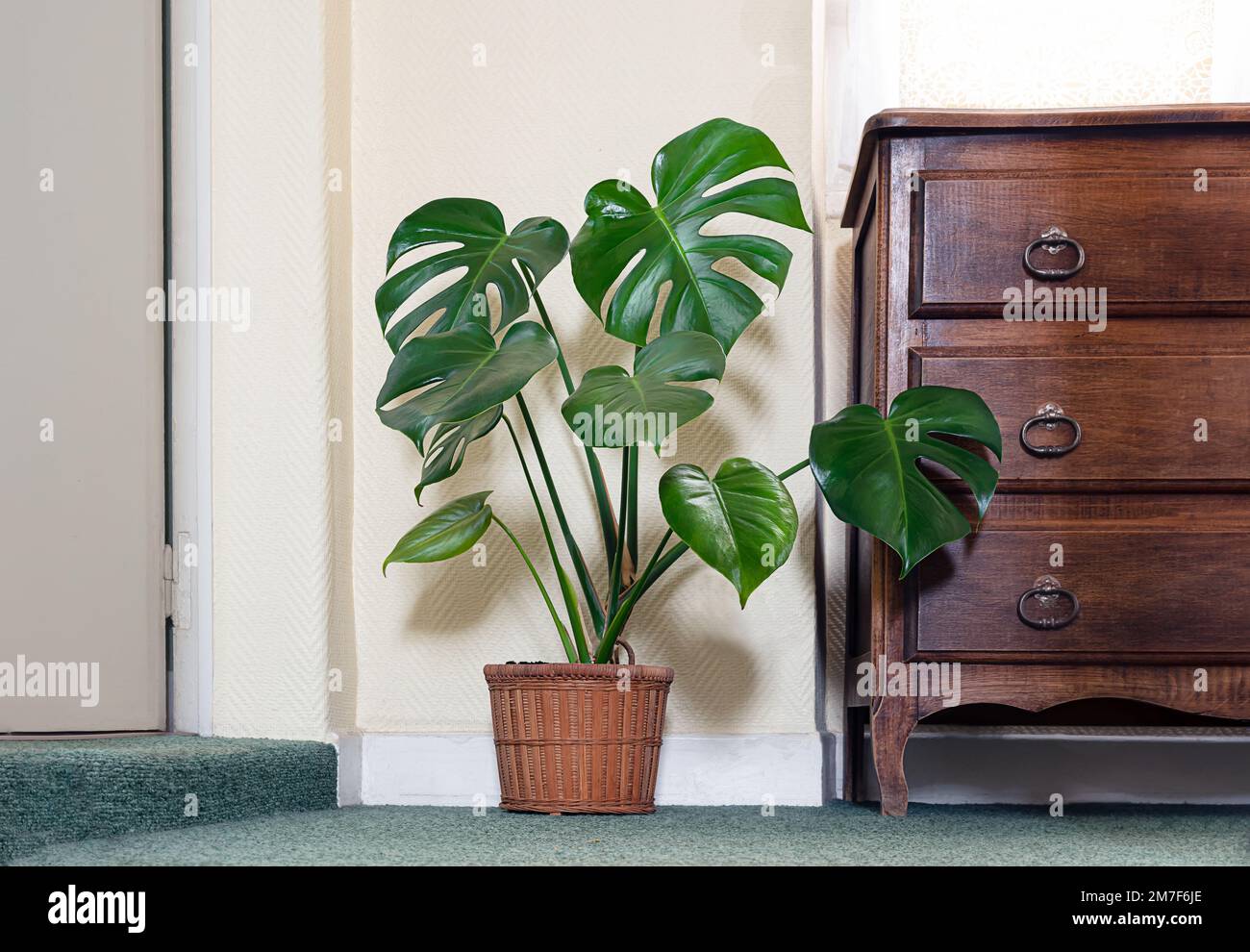 Monstera deliziosa o formaggio svizzero nella stanza vicino ad un vecchio arredamento in legno, concetto di giungla urbana Foto Stock