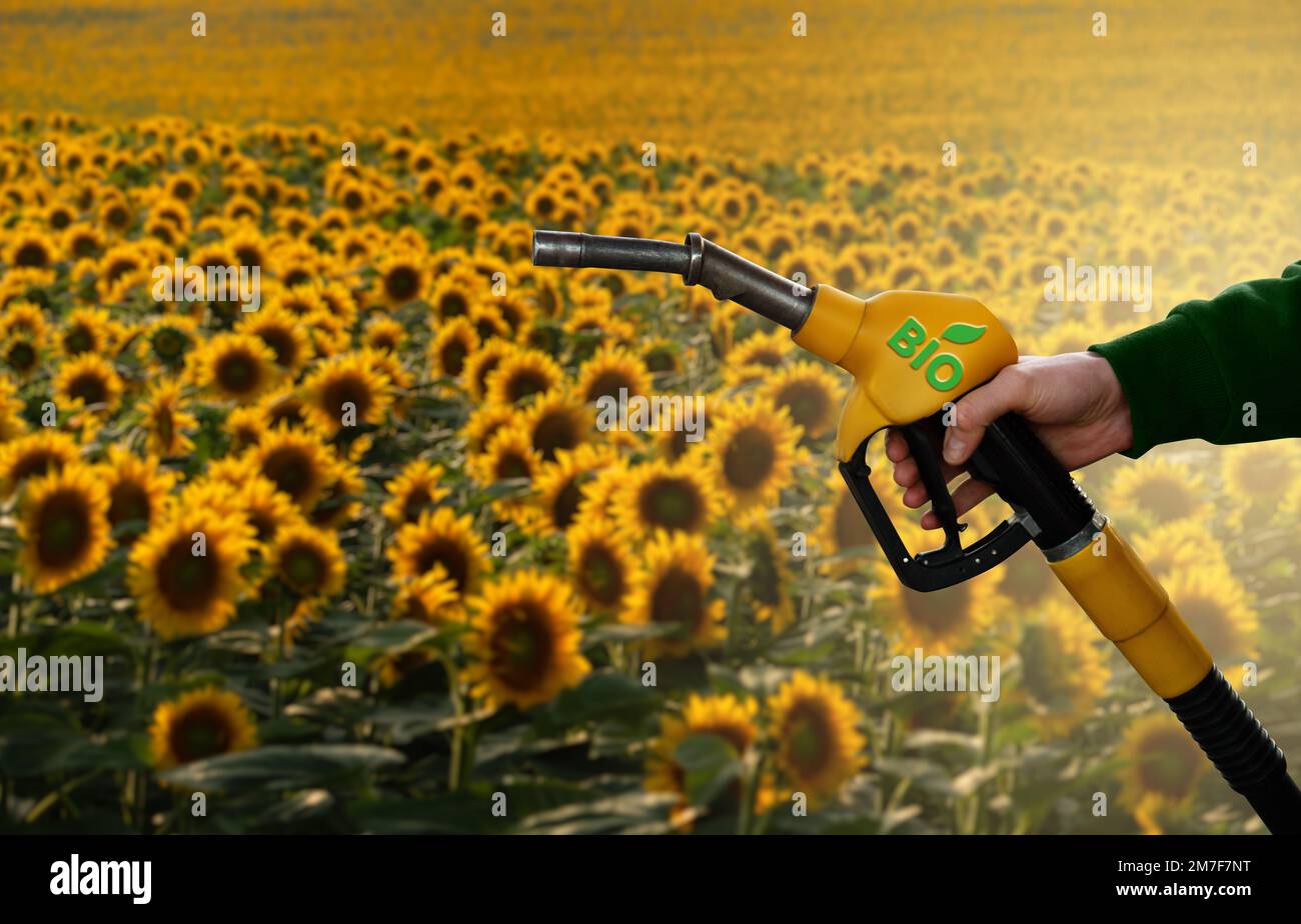 Mano con ugello del carburante con iscrizione BIO sullo sfondo del campo di girasole. Concetto di decarbonizzazione del carburante biologico a emissioni di carbonio neutre Foto Stock