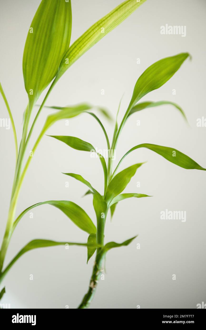 Alcune foglie verdi di una pianta di bambù fortunata e fondo bianco semplice Foto Stock